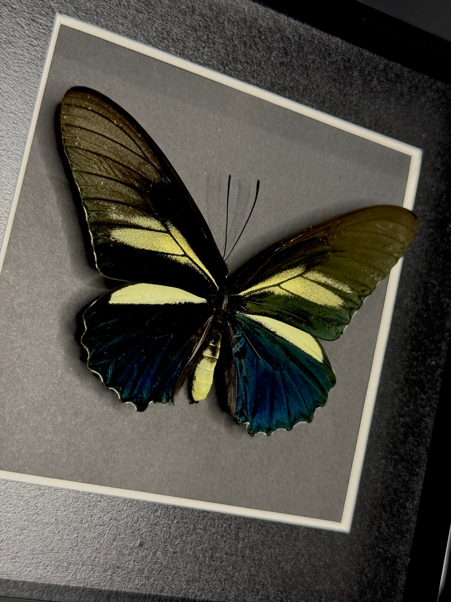 Batwing (Battus Crassus)