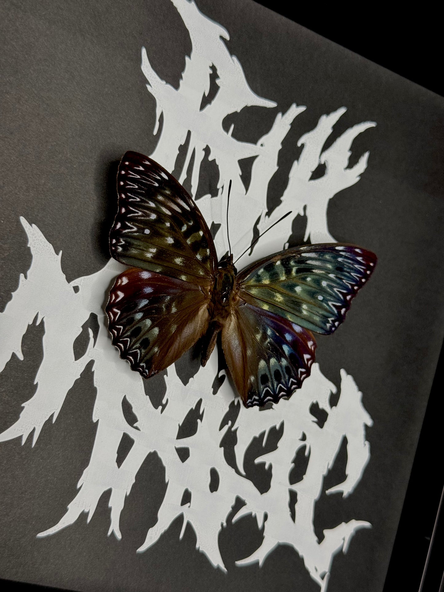 Constable (Dichorragia Nesimachus)