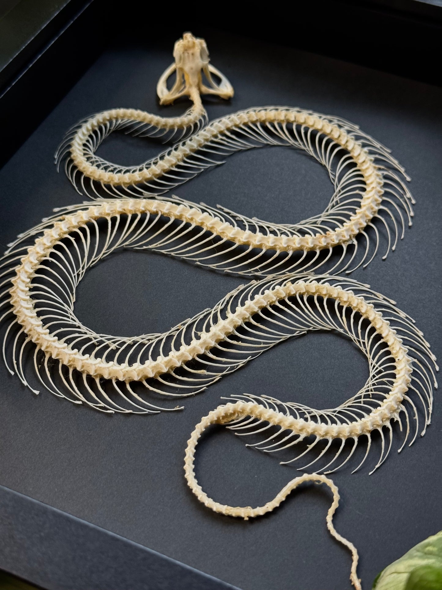 White Lipped Pit Viper Skeleton (Trimeresurus Albolabris)