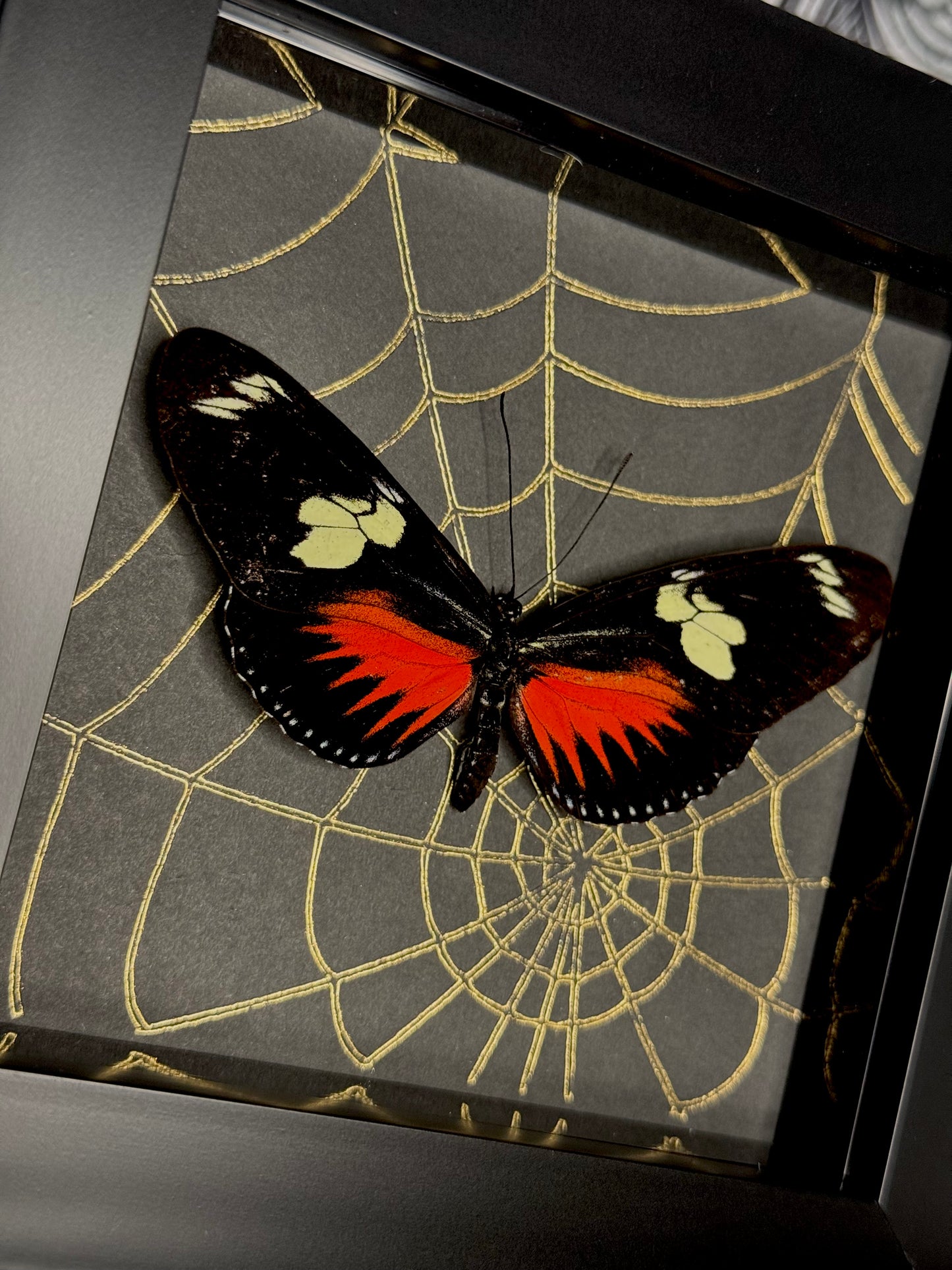 Doris Longwing (Heliconius Doris) - red