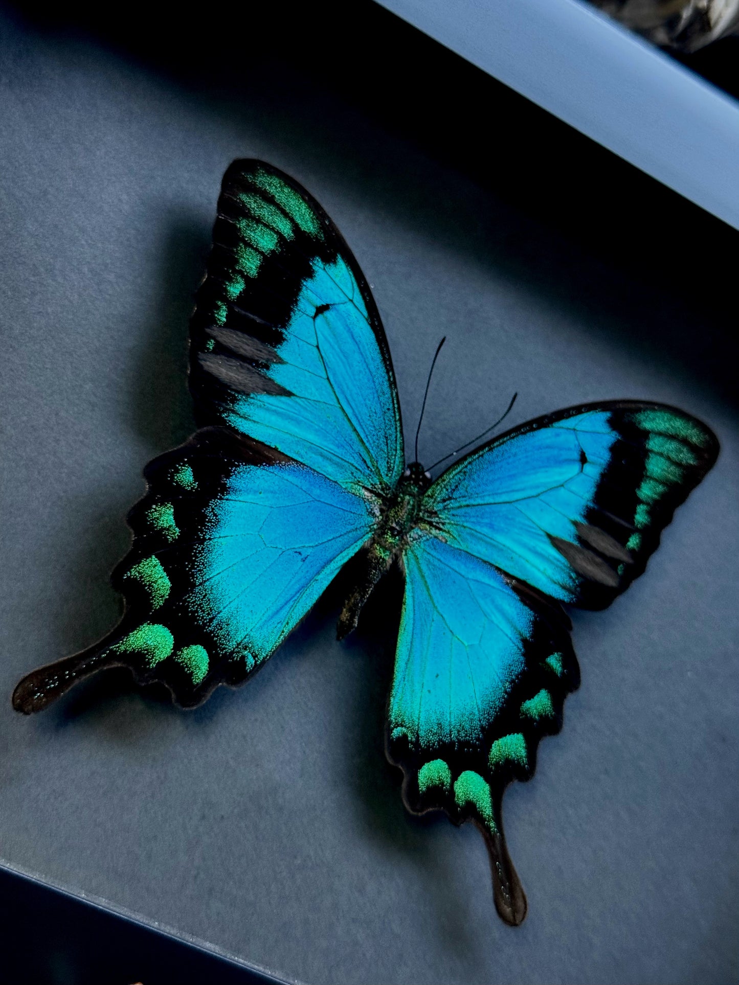 Sea Green Swallowtail (Papilio lorquinianus)
