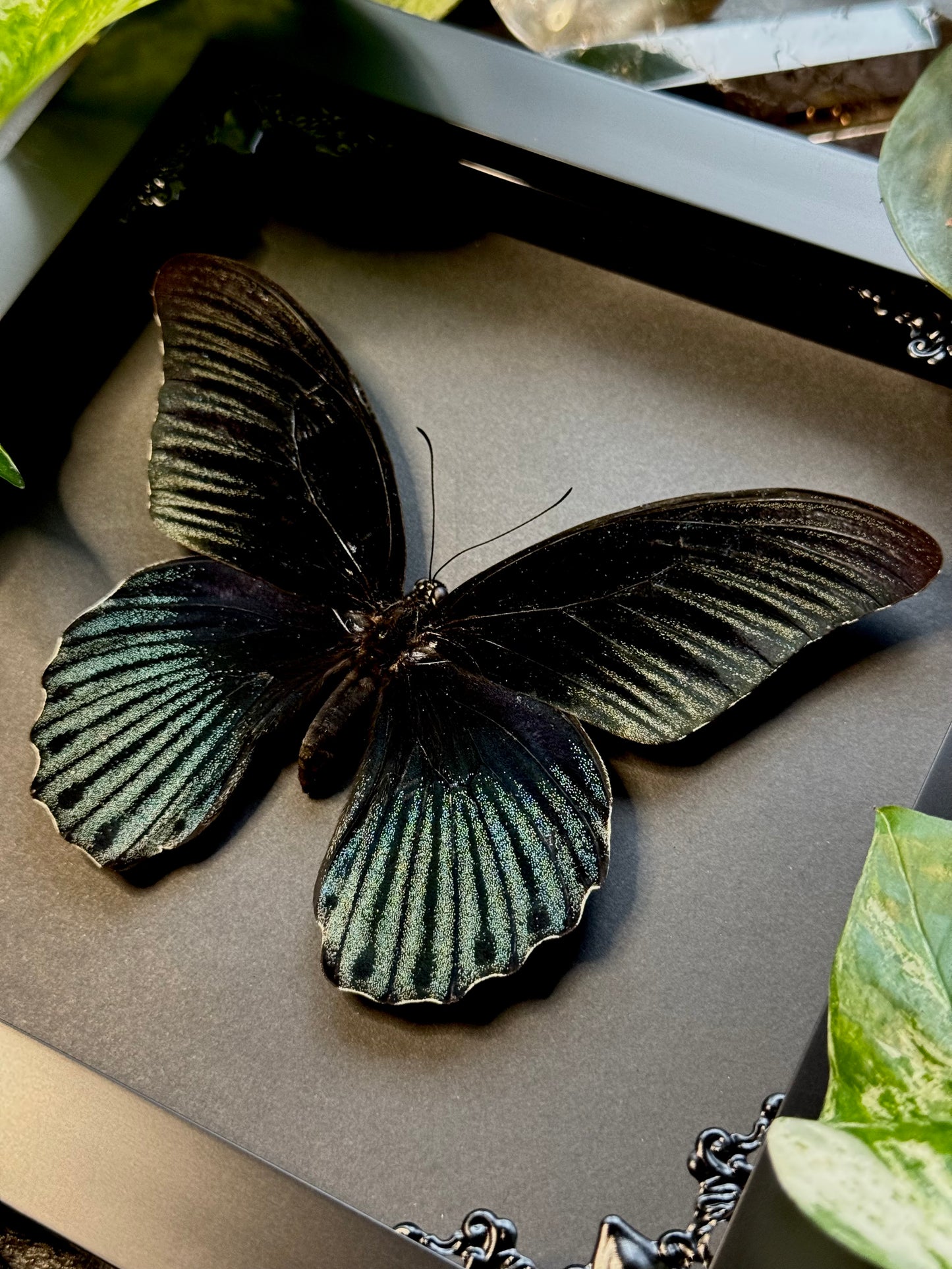 Great Mormon (Papilio Memnon Male)