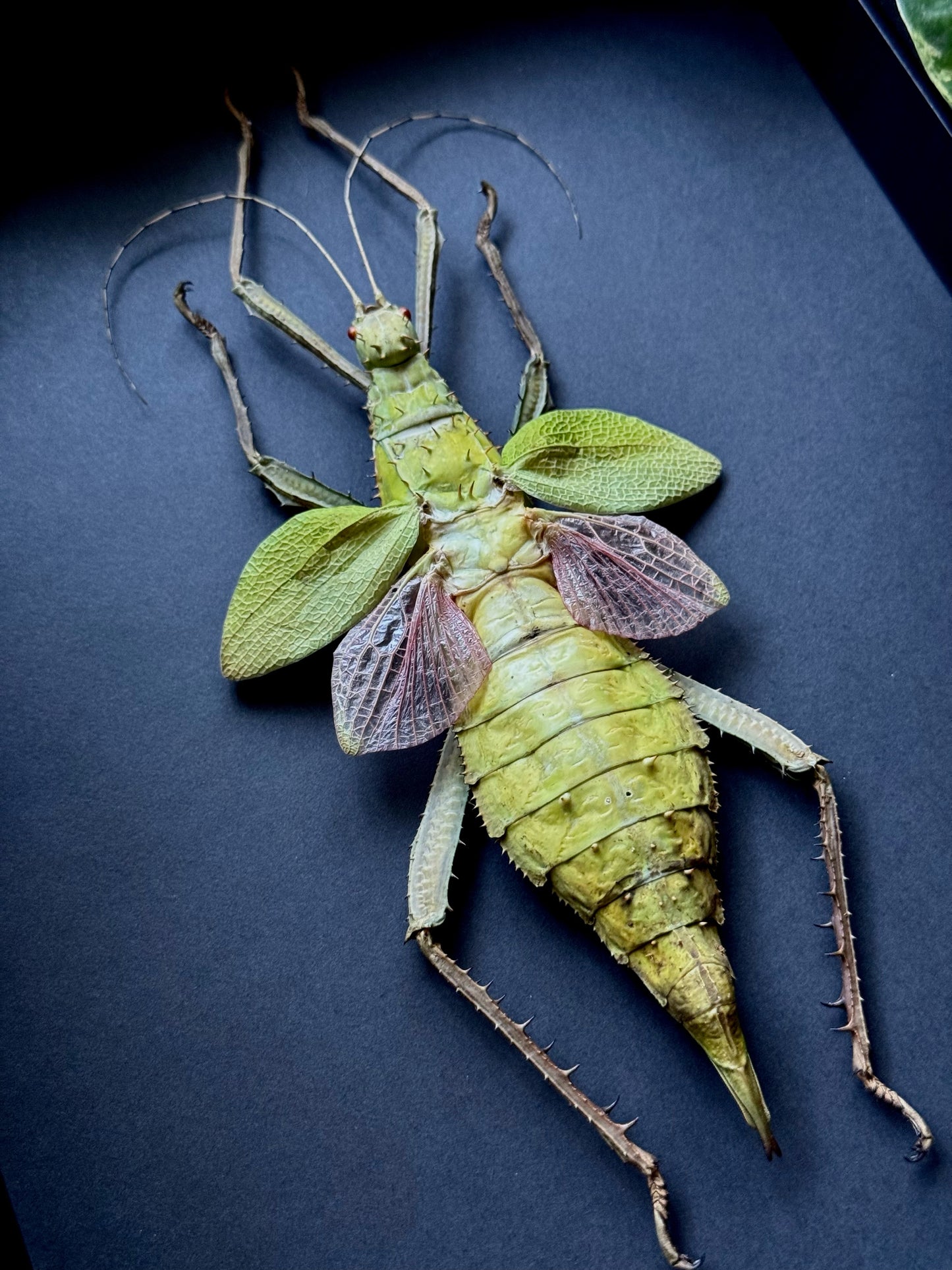 Jungle Nymph (Heteropteryx Dilatata)
