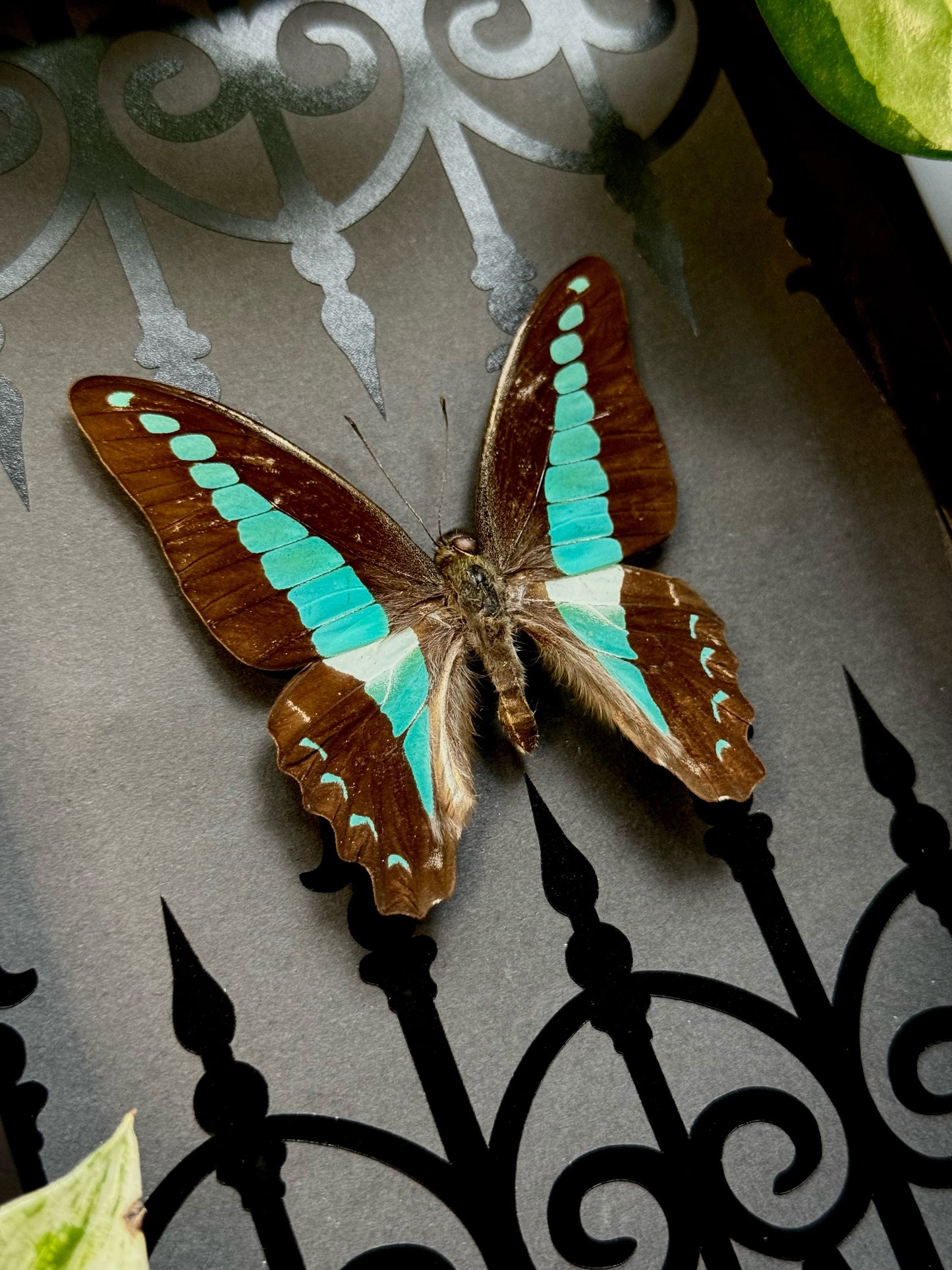 Bluebottle Butterfly (Graphium Sarpedon)