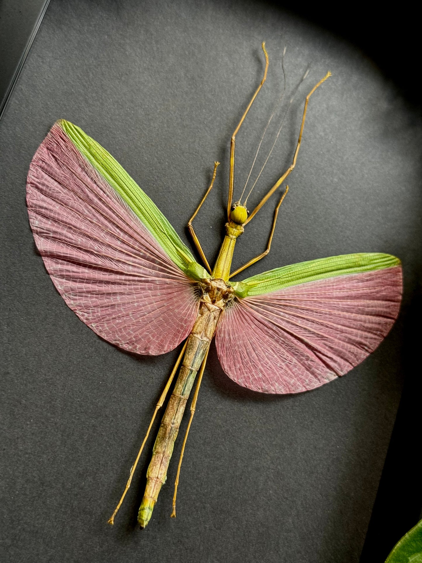Pink-winged Stick Insect (Marmessoidea Rosea)