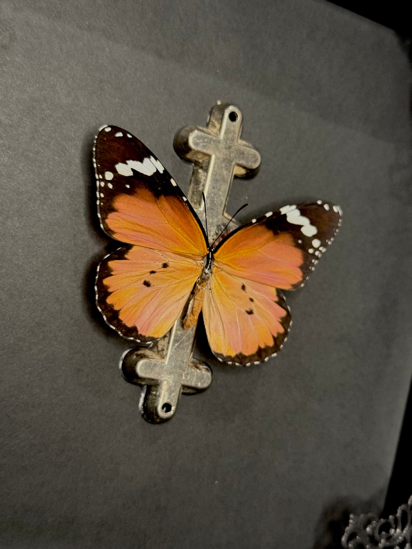 Plain Tiger (Danaus Chrysippus)