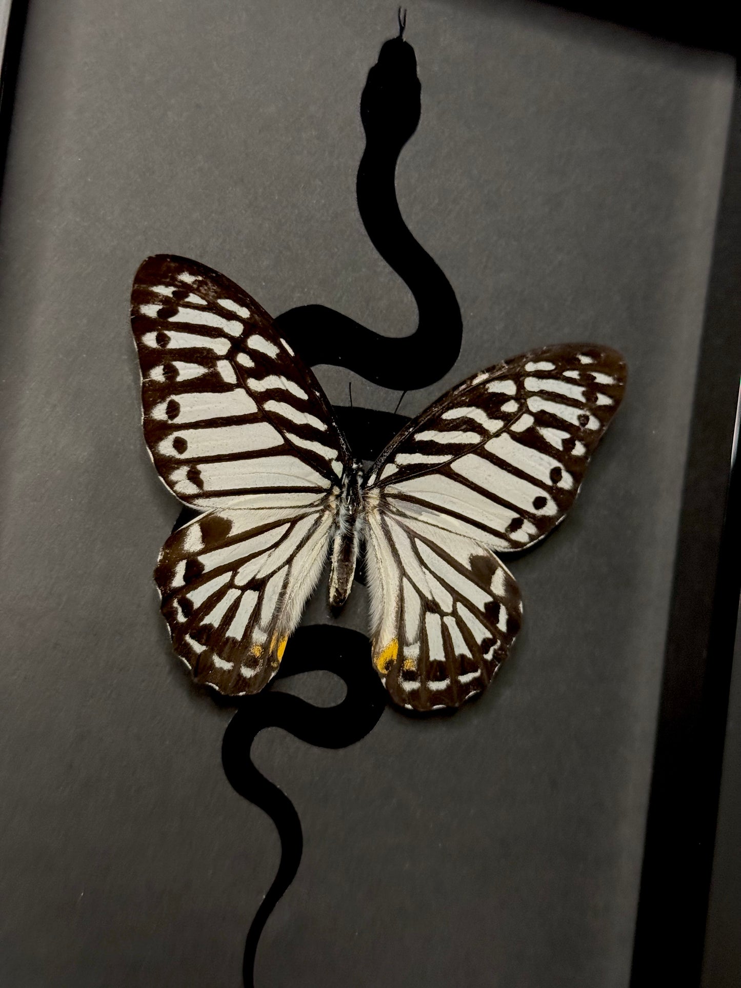 Malayan Zebra (Graphium Delessertii)