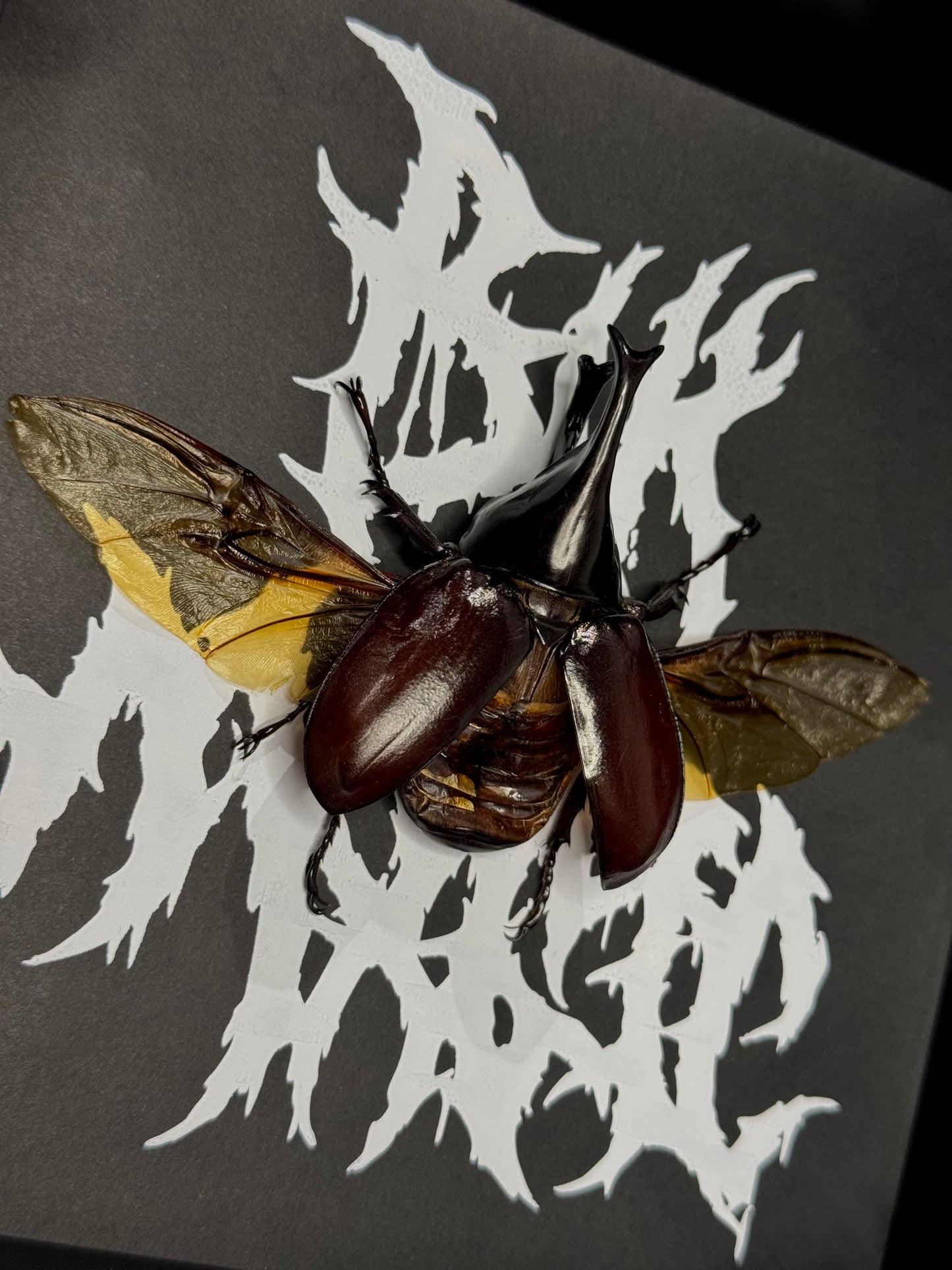 Rhino beetle (Xylotrupes Gideon)