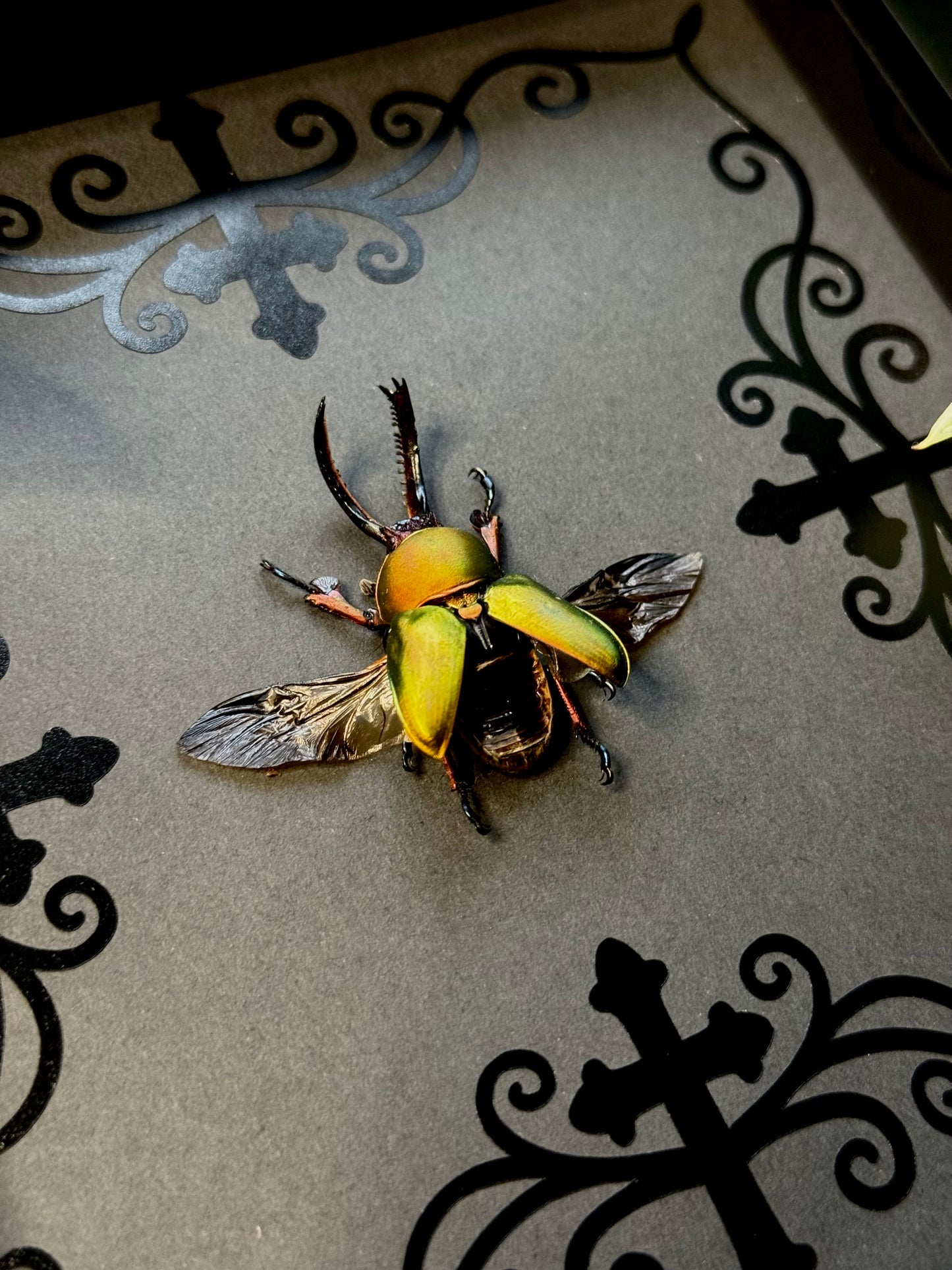 Sawtooth Stag Beetle (Lamprima Adolphinae)
