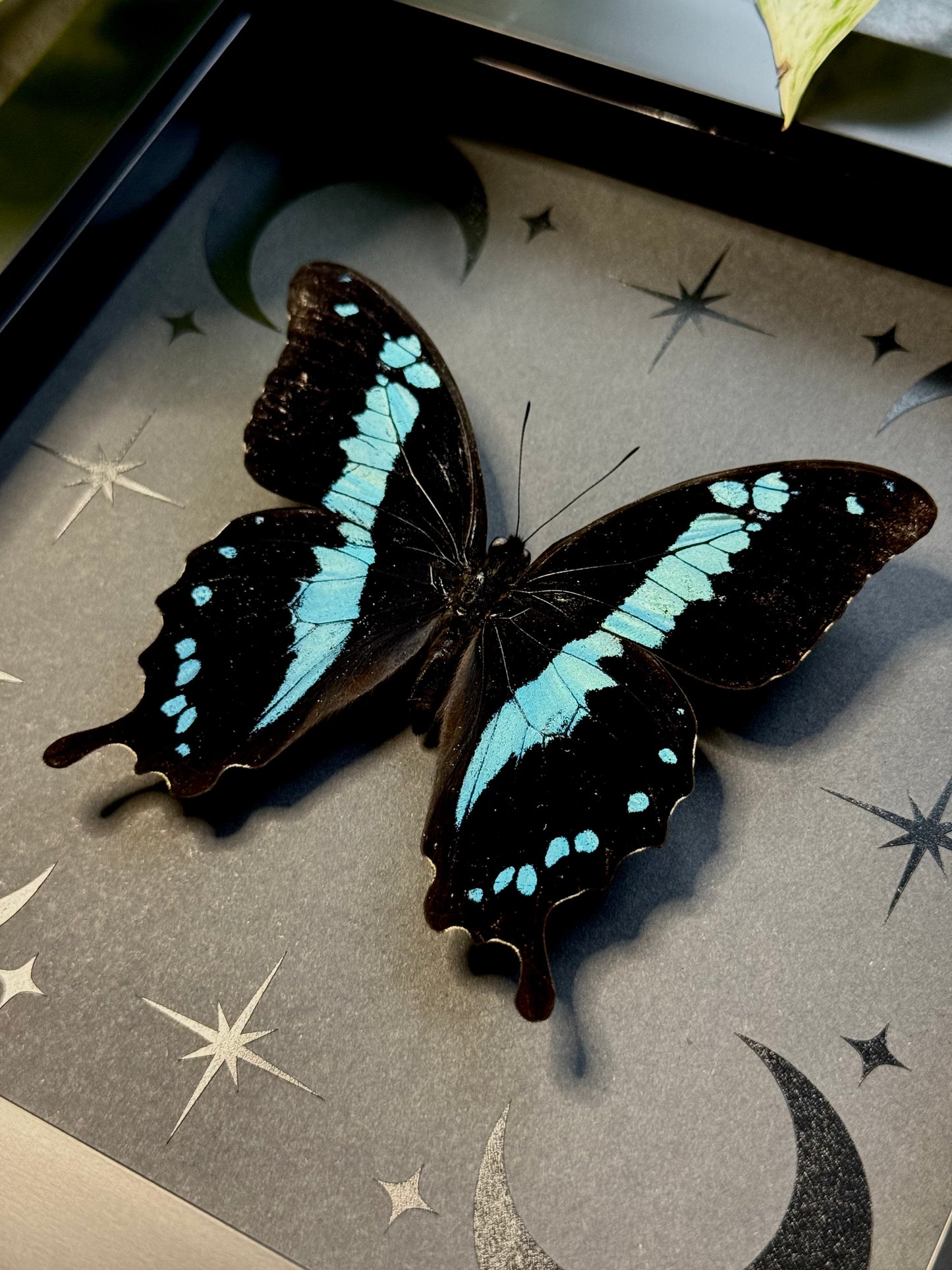 Banded Blue Swallowtail (Papilio Oribazus)