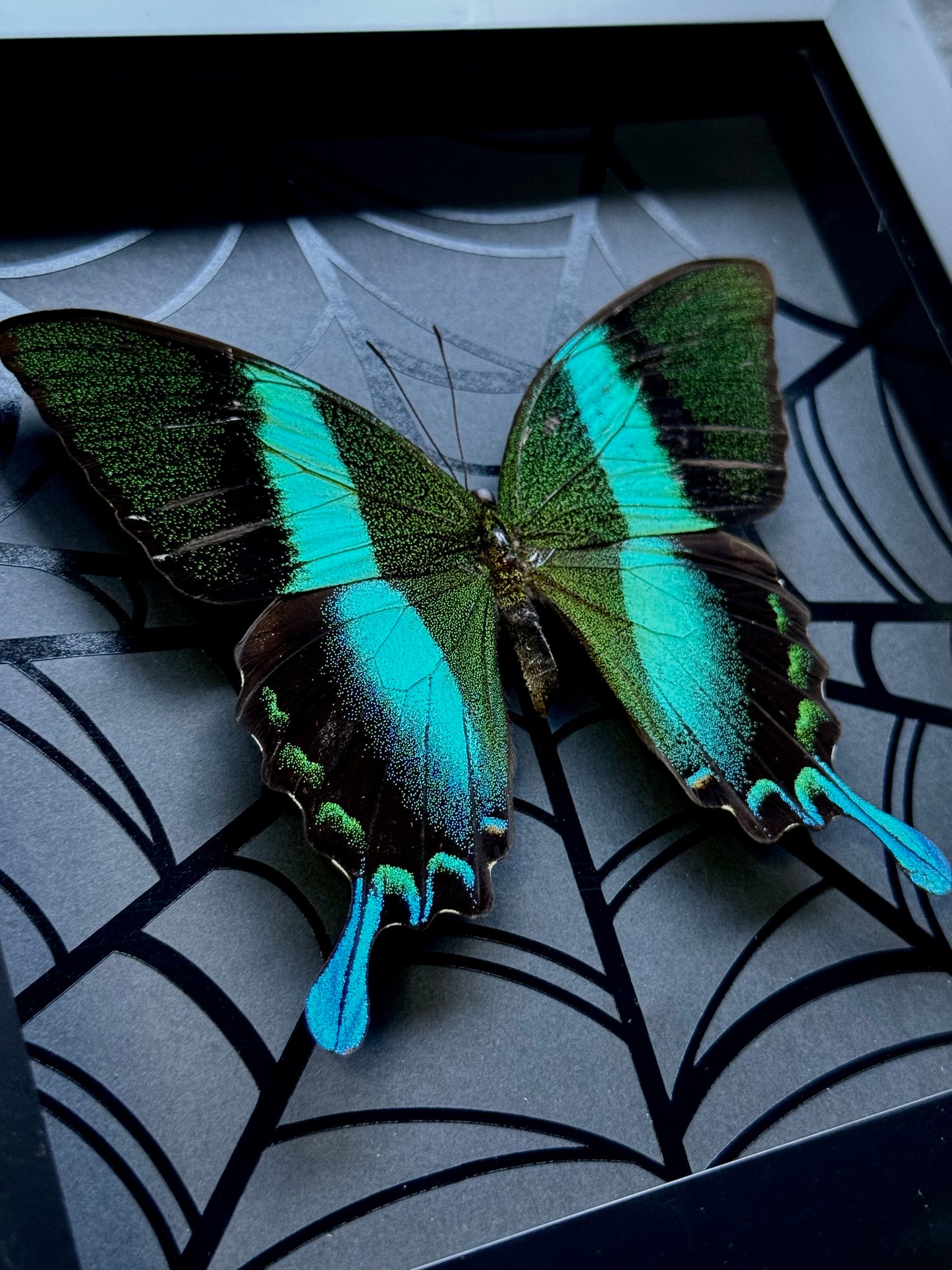 Peacock Swallowtail (Papilio Blumei)
