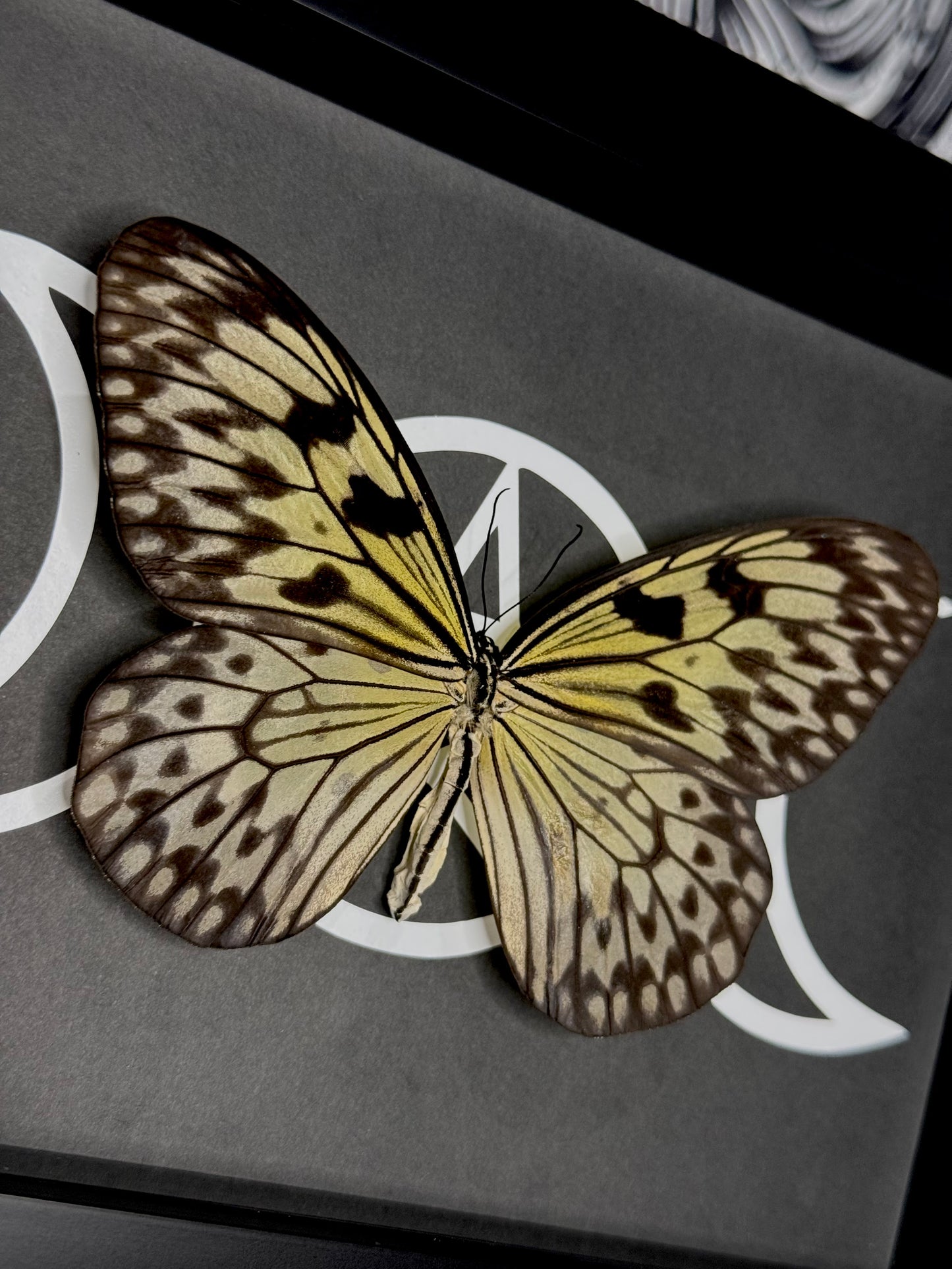 Tree Nymph (Idea Leuconoe)