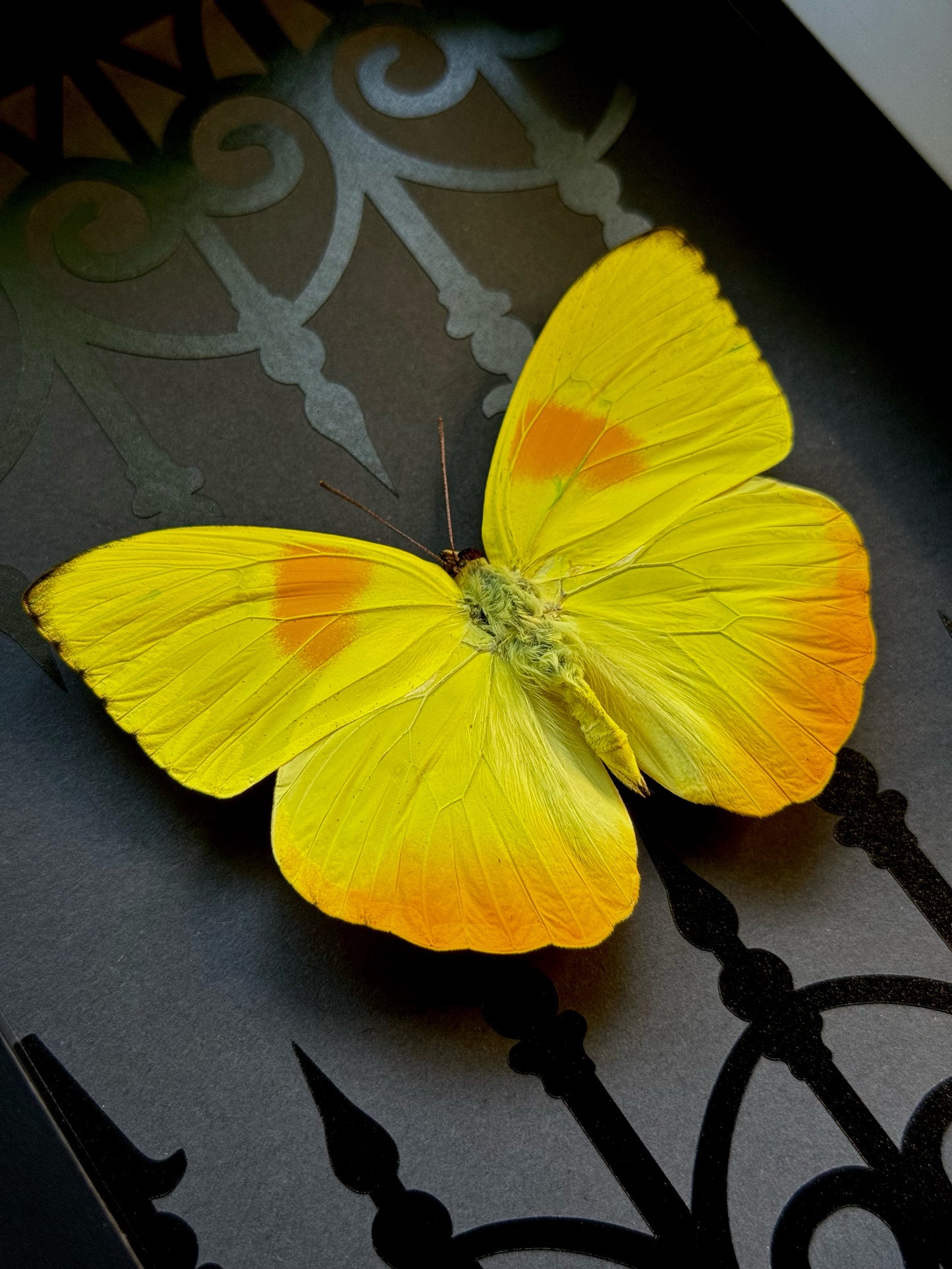 Orange-barred Sulphur (Phoebis Philea)