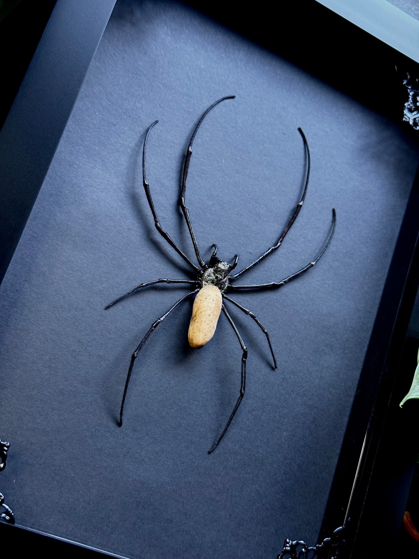 Golden Silk Orb Weaver (Nephila Vitiana)
