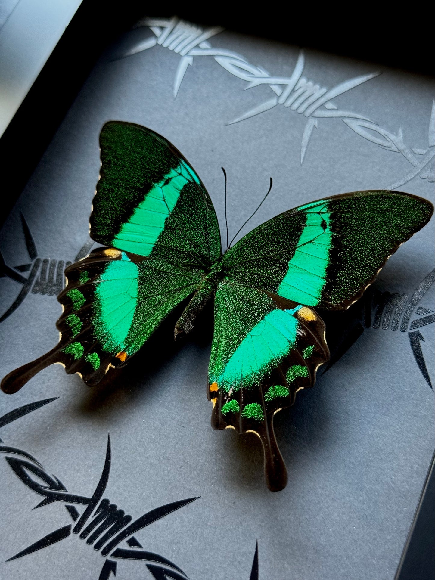 Emerald Green Peacock Swallowtail (Achillides Palinurus Daedalus)