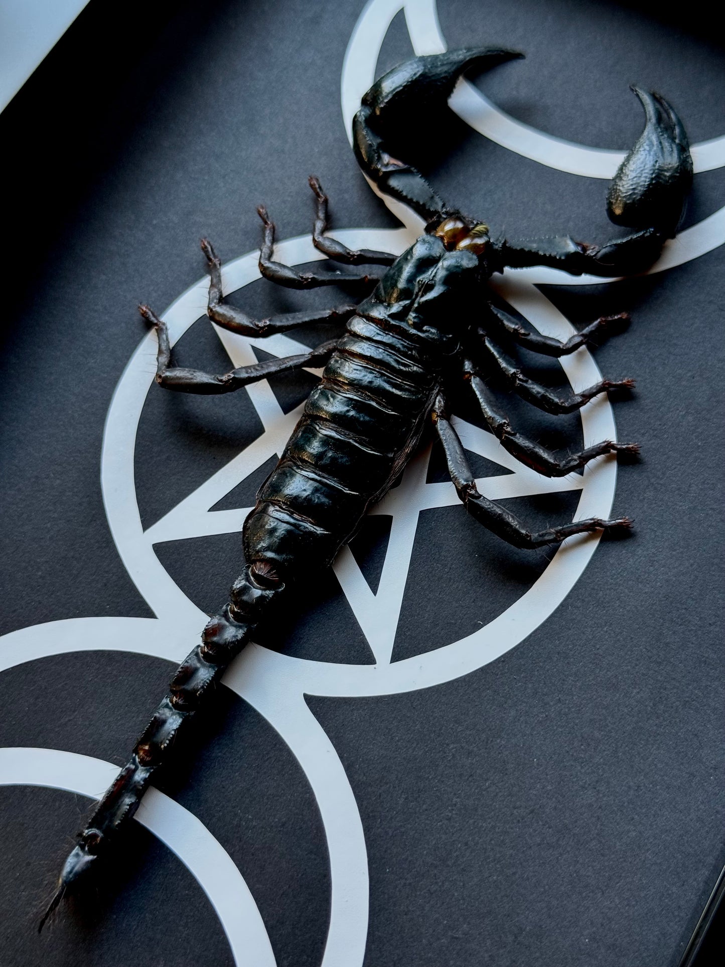 Scorpion (Heterometrus Spinifer)