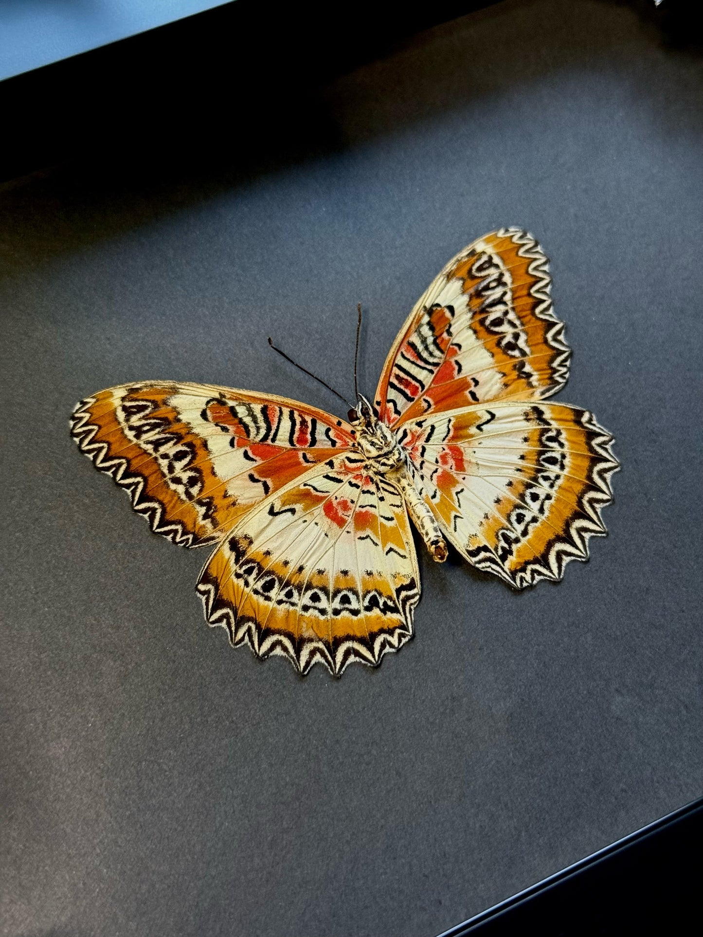 Red Lacewing (Cethosia Biblis Insularis)