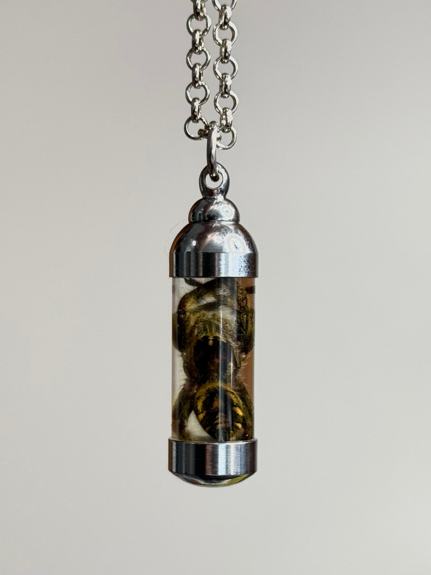 Jumping Spider (Hyllus Diardi) - Necklace