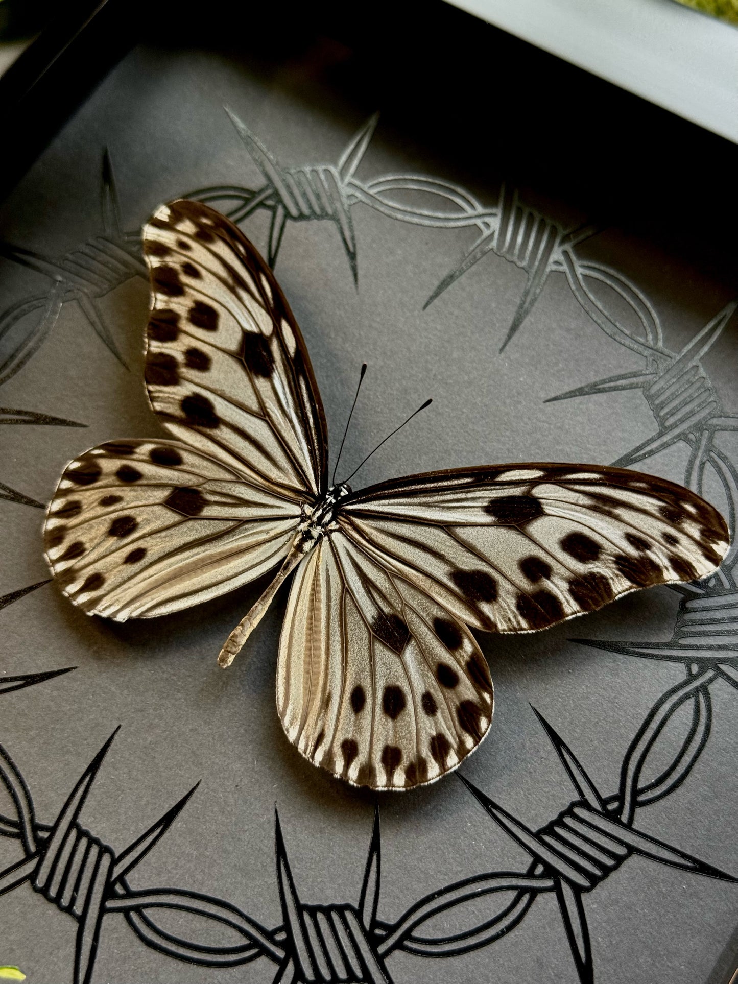 Smaller Wood Nymph (Ideopsis Gaura Perakana)