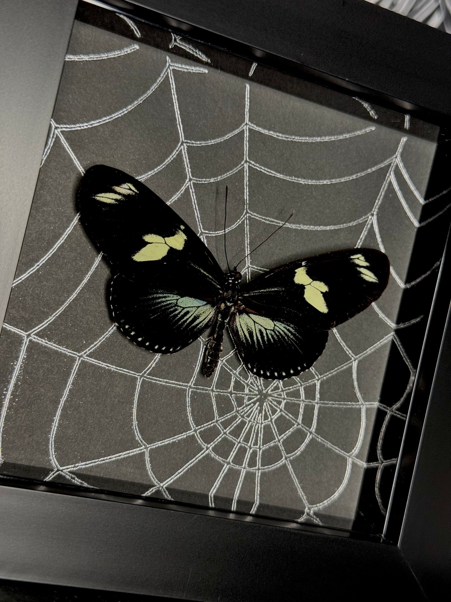 Doris Longwing (Heliconius Doris) - green