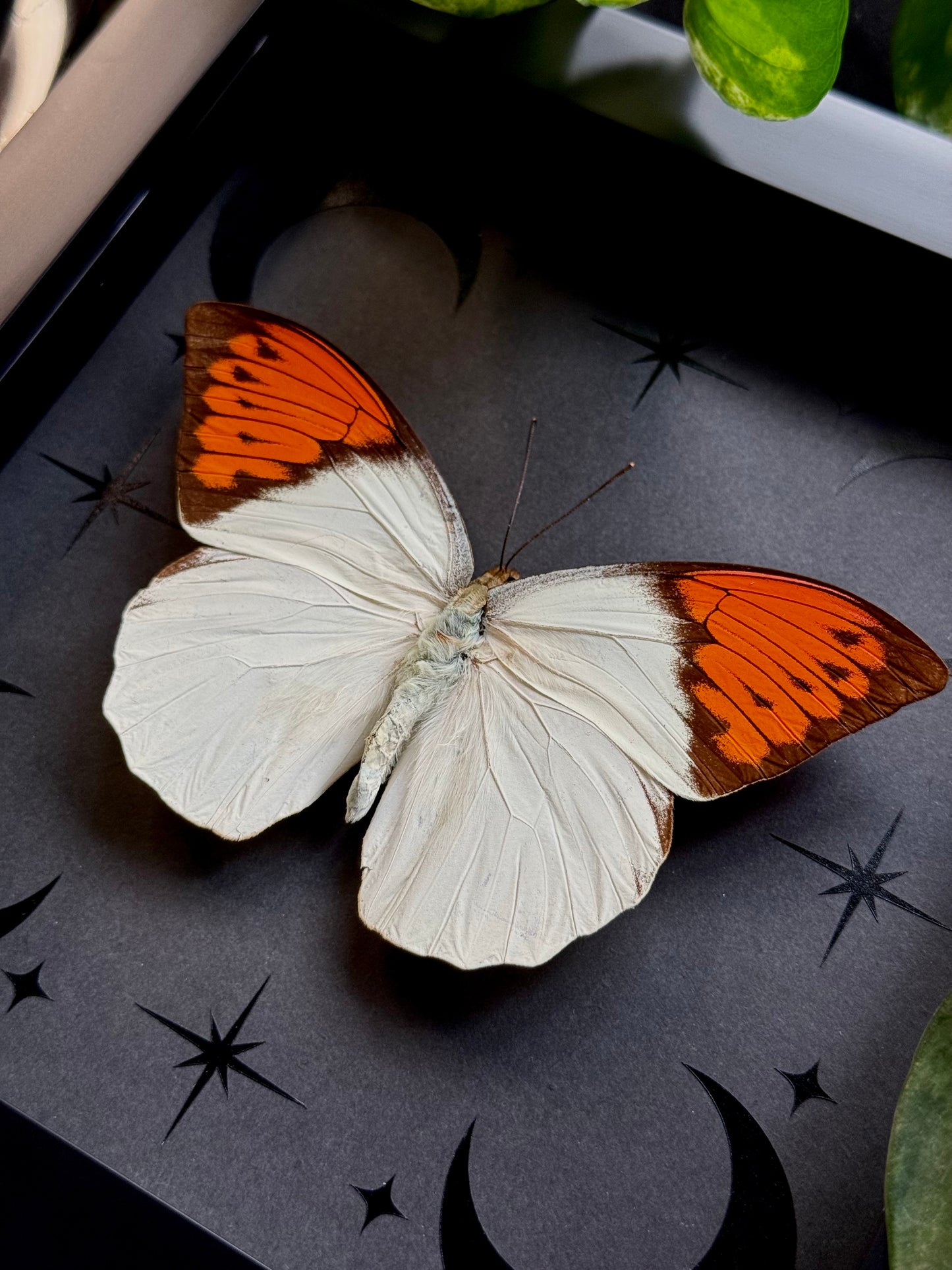Great Orange Tip (Hebomoia Glaucippe Celebensis)