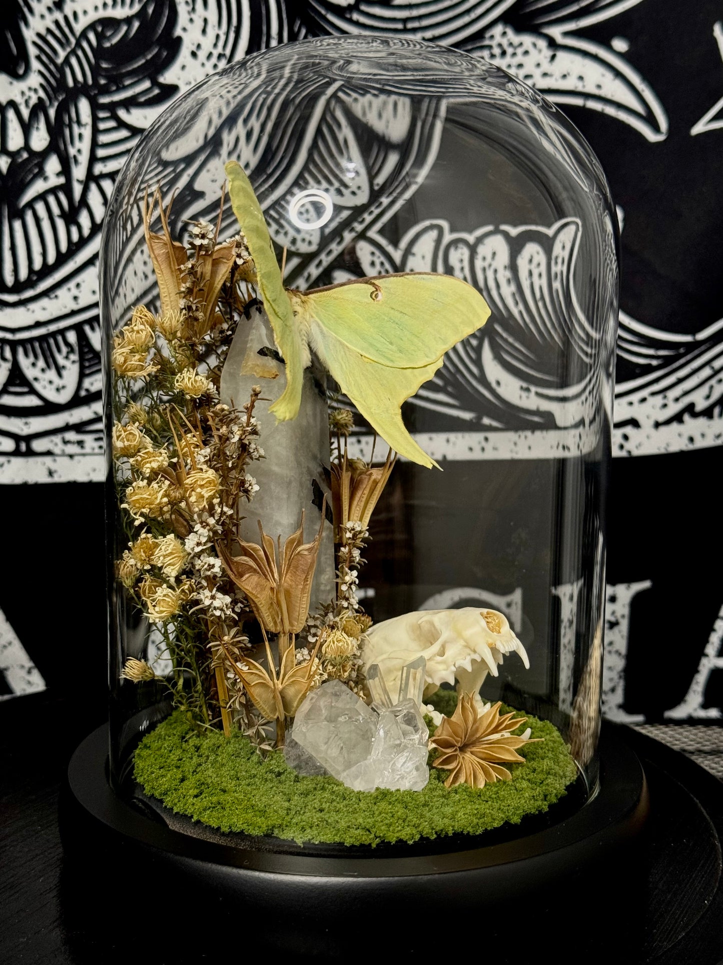 Luna moth (Actias Luna) dome