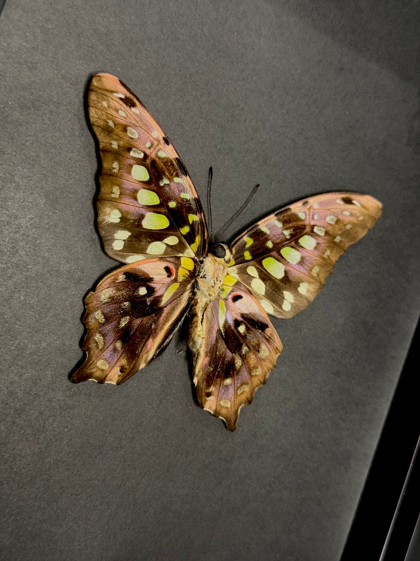 Tailed Jay (Graphium Agamemnon)