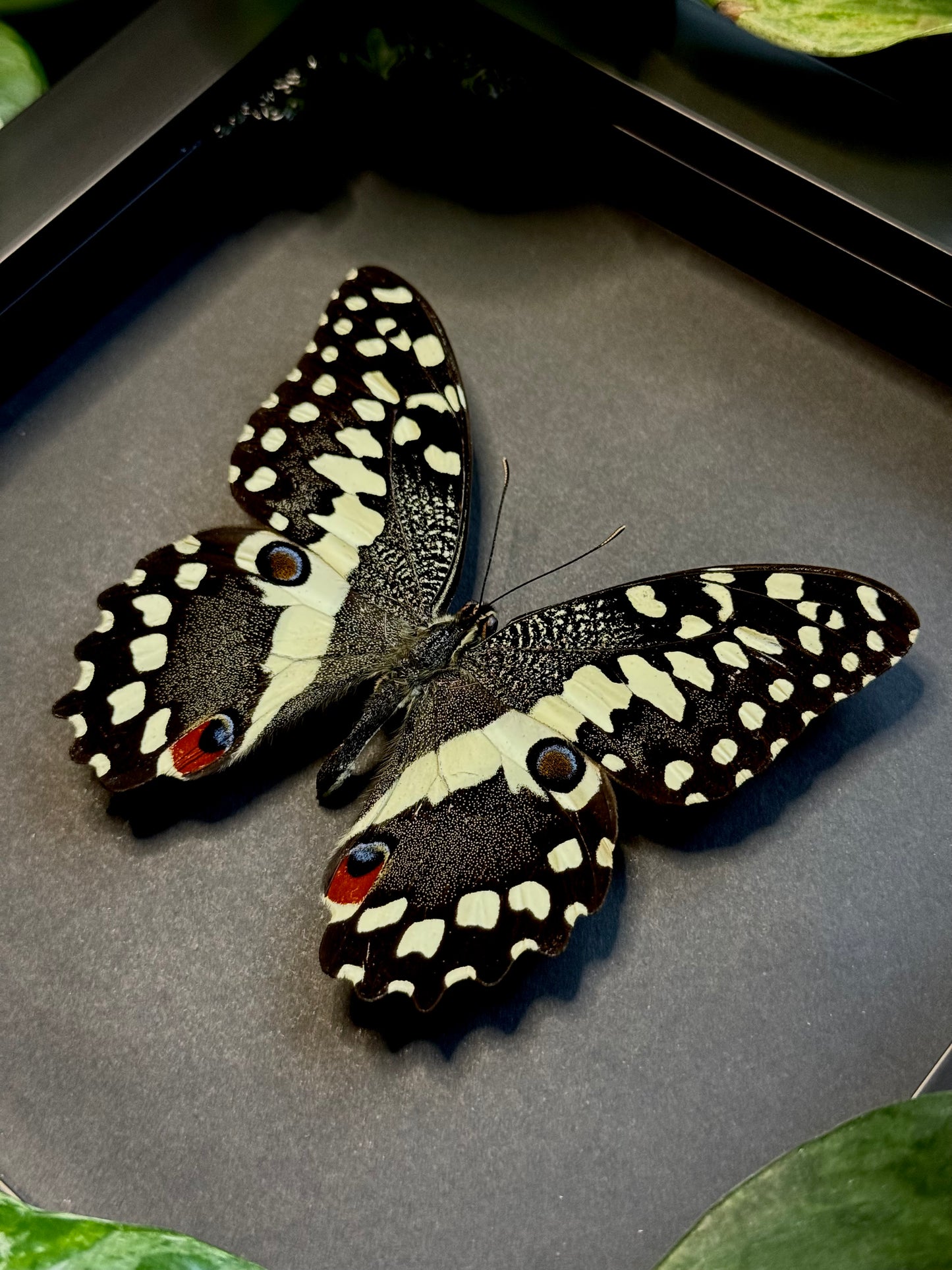 Citrus Swallowtail (Papilio Demodocus)