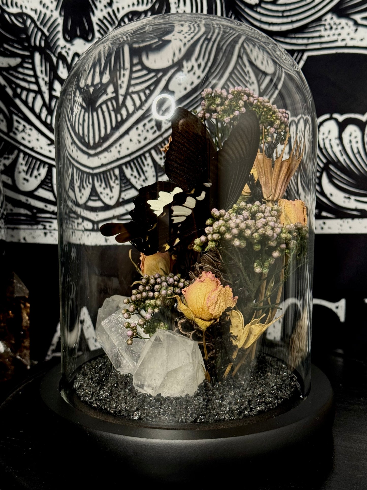 Red Helen (Papilio helenus) dome