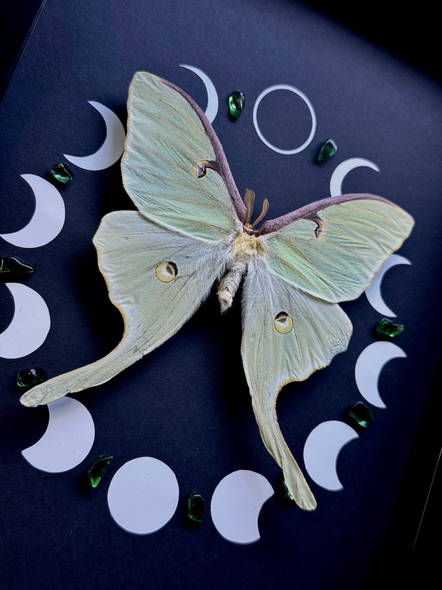 Luna moth (Actias Luna)