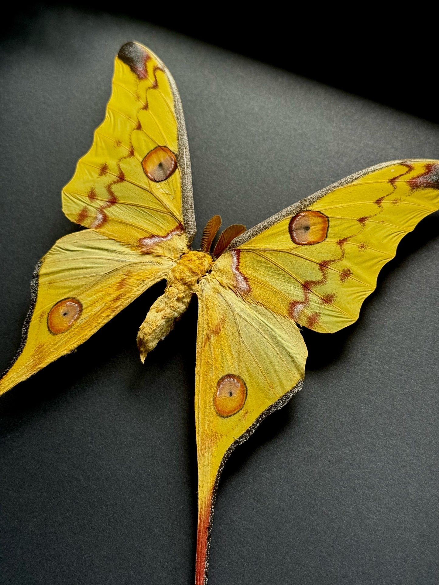 Comet Moth (Argema Mittrei Male)