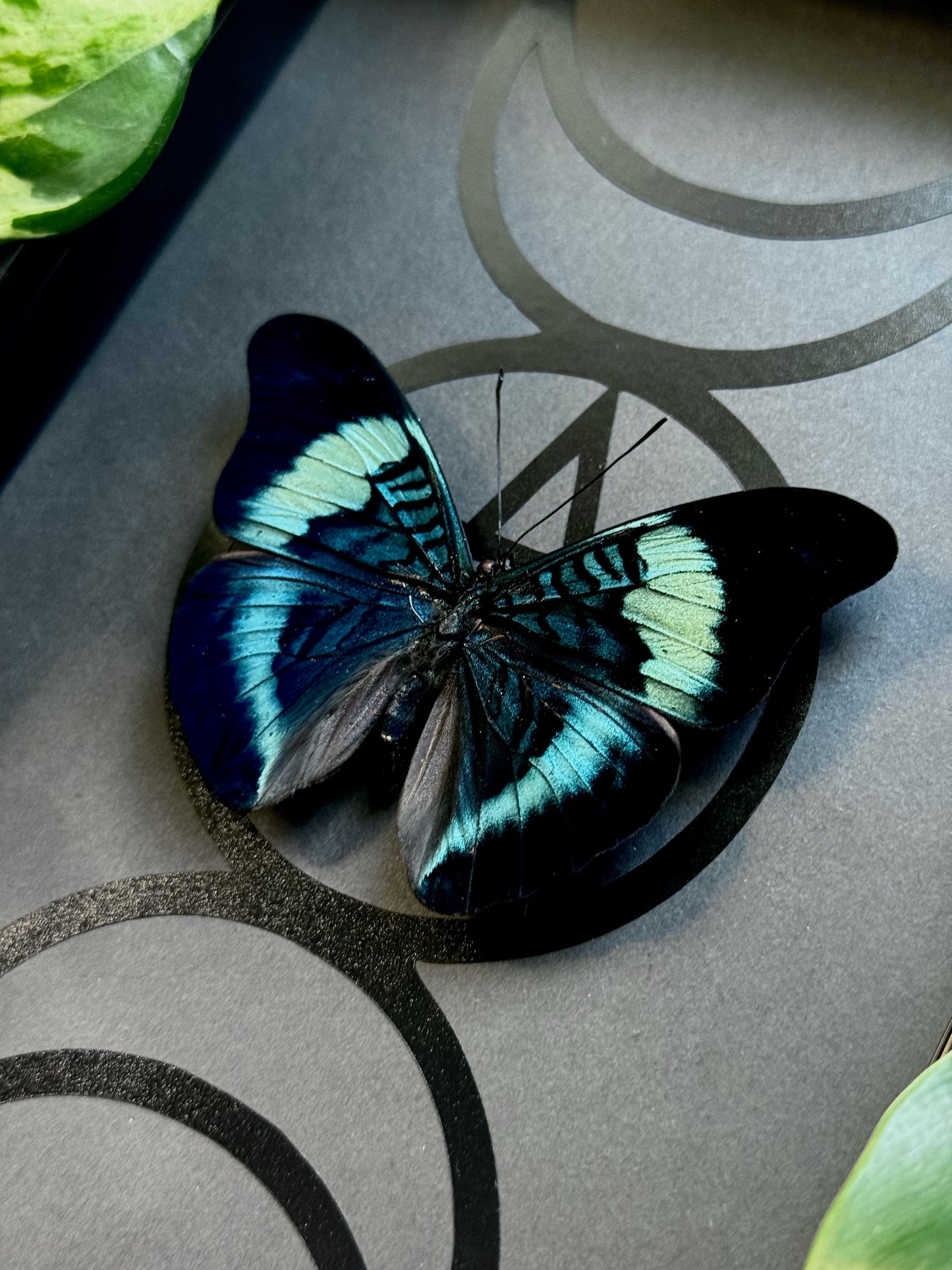 Procilla Beauty (Panacea Procilla)