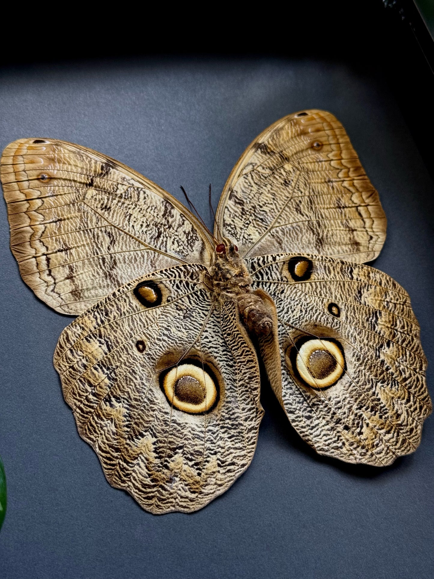 Owl Butterfly (Caligo Idomeneus)