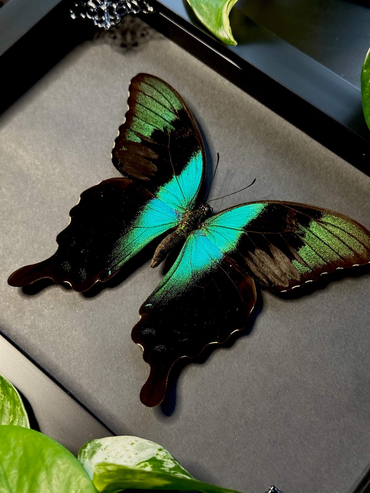 Swift Peacock Swallowtail (Papilio Peranthus)