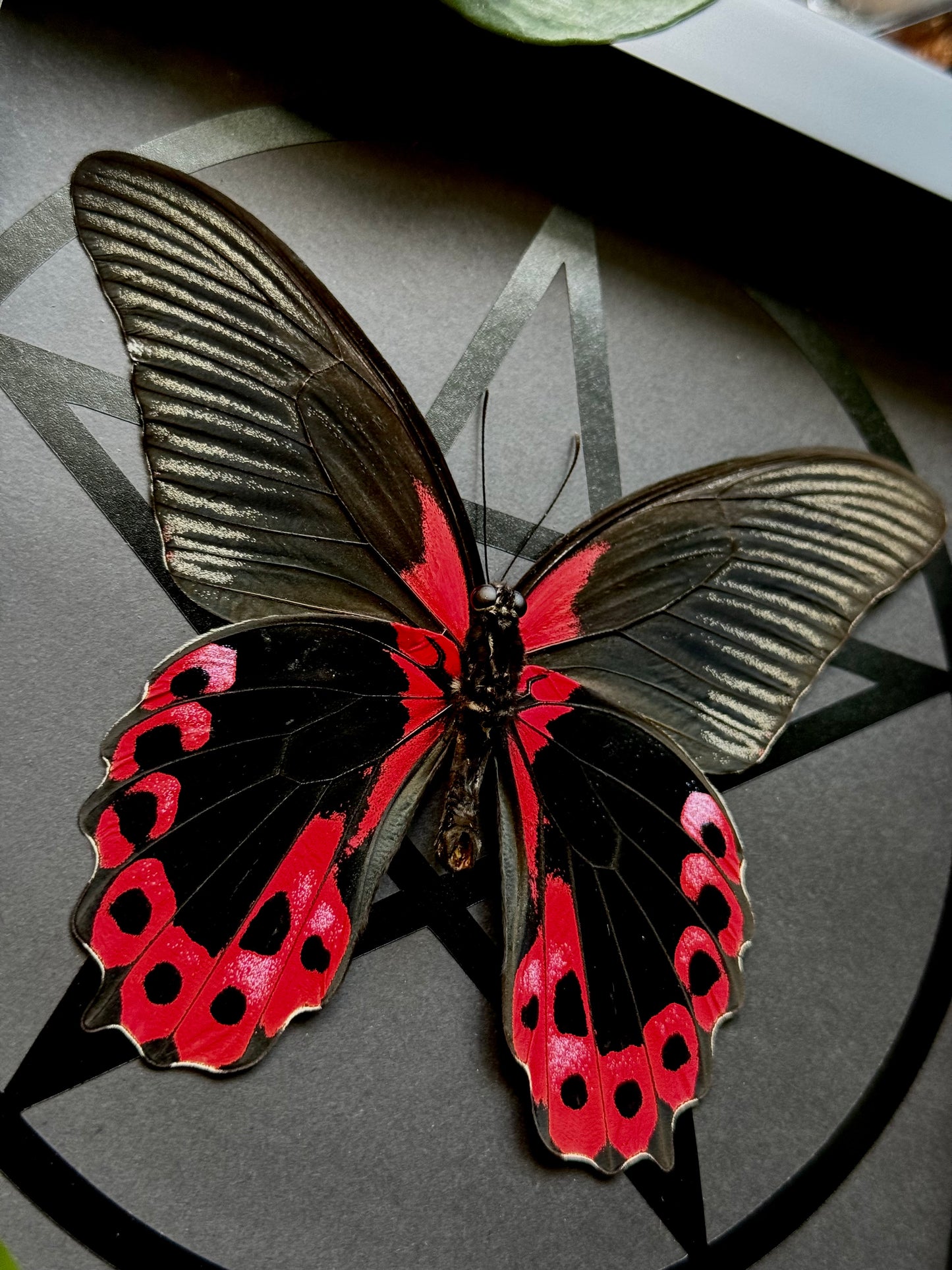 Scarlet Mormon Male (Menelaides Deiphobus Rumanzovia)