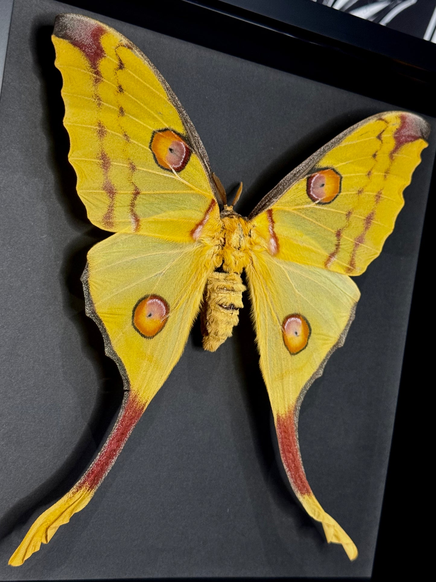 Comet Moth (Argema Mittrei Female)