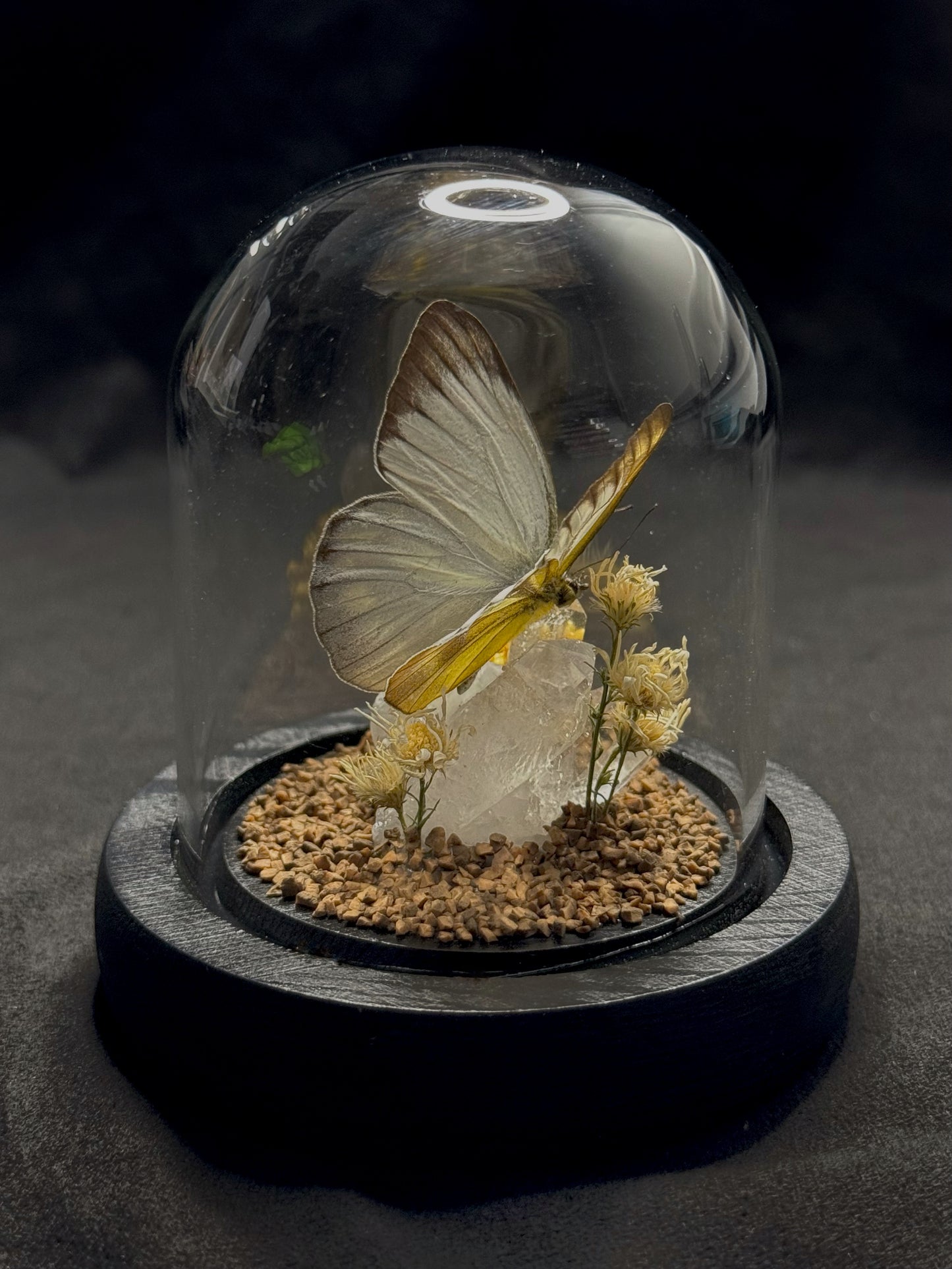 Small Butterfly Dome