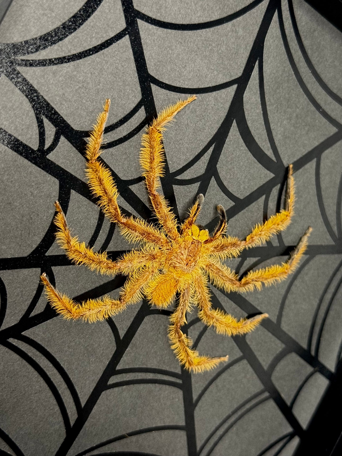 Huntsman Spider (Orange)
