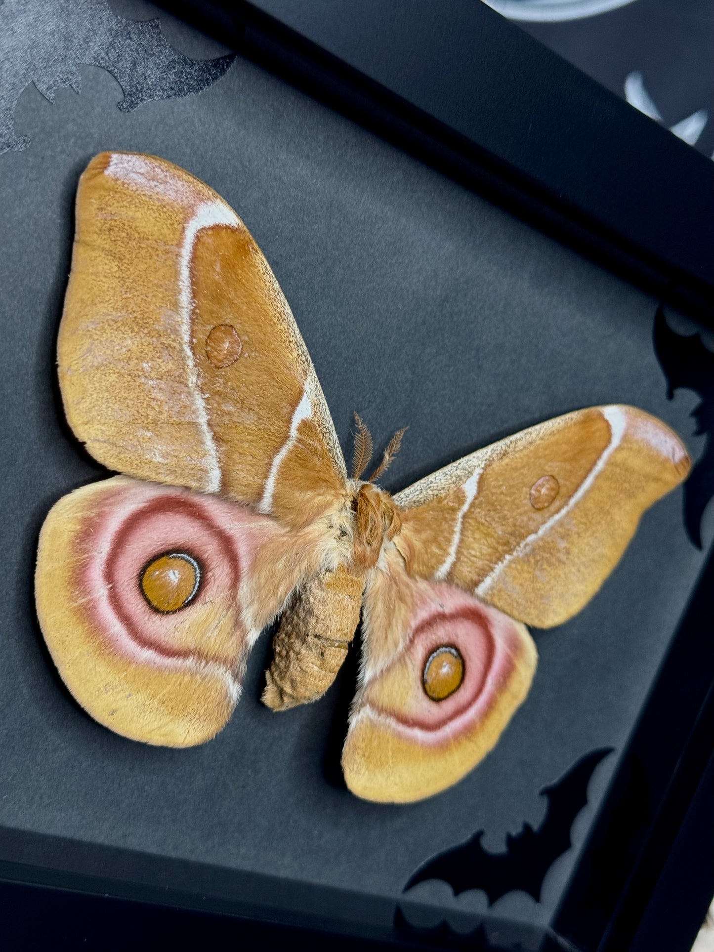 Bullseye Moth (Antherina Suraka)