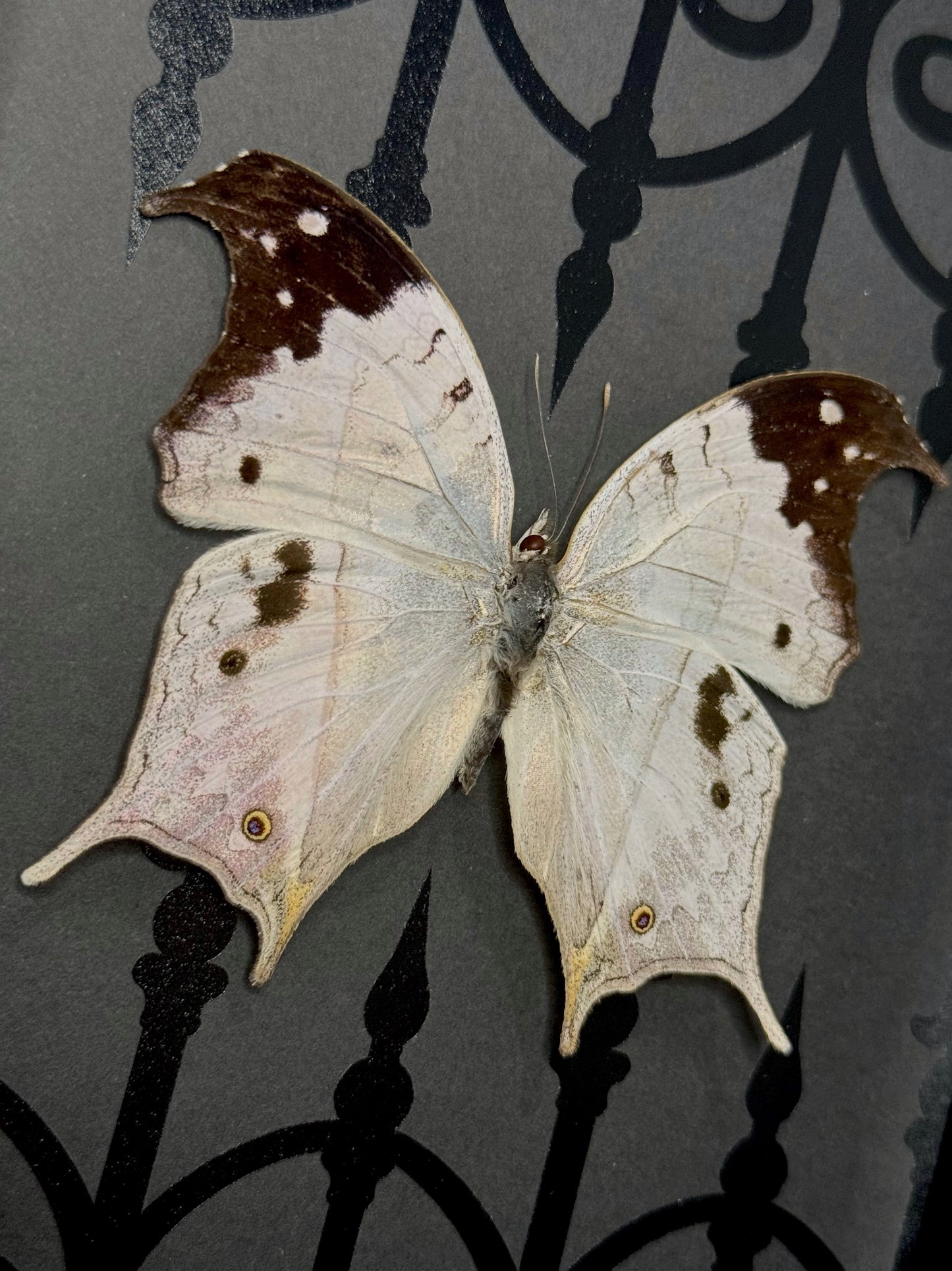 Mother of Pearl (Salamis Duprei)