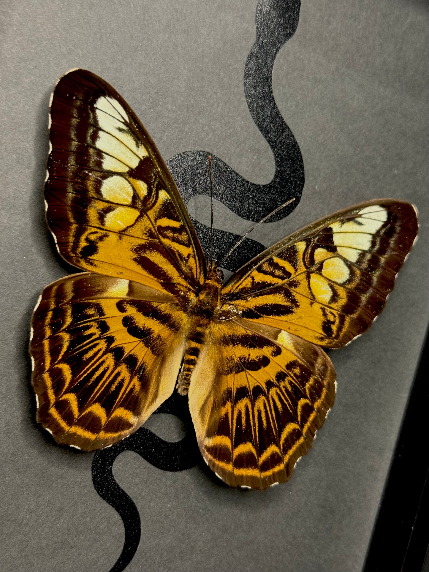 The Clipper (Parthenos Sylvia Brunnea)