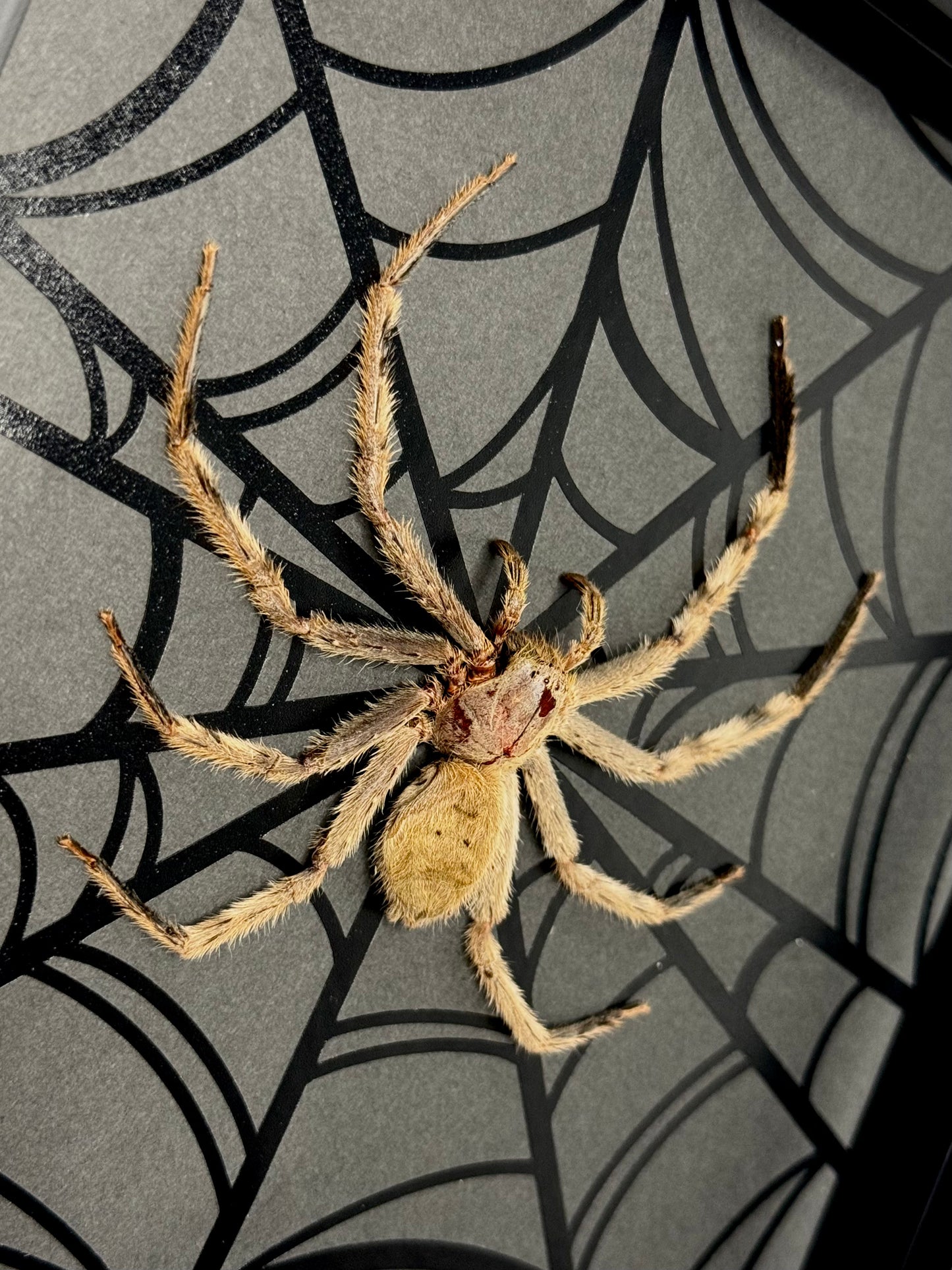 Huntsman Spider (Beige/Brown)