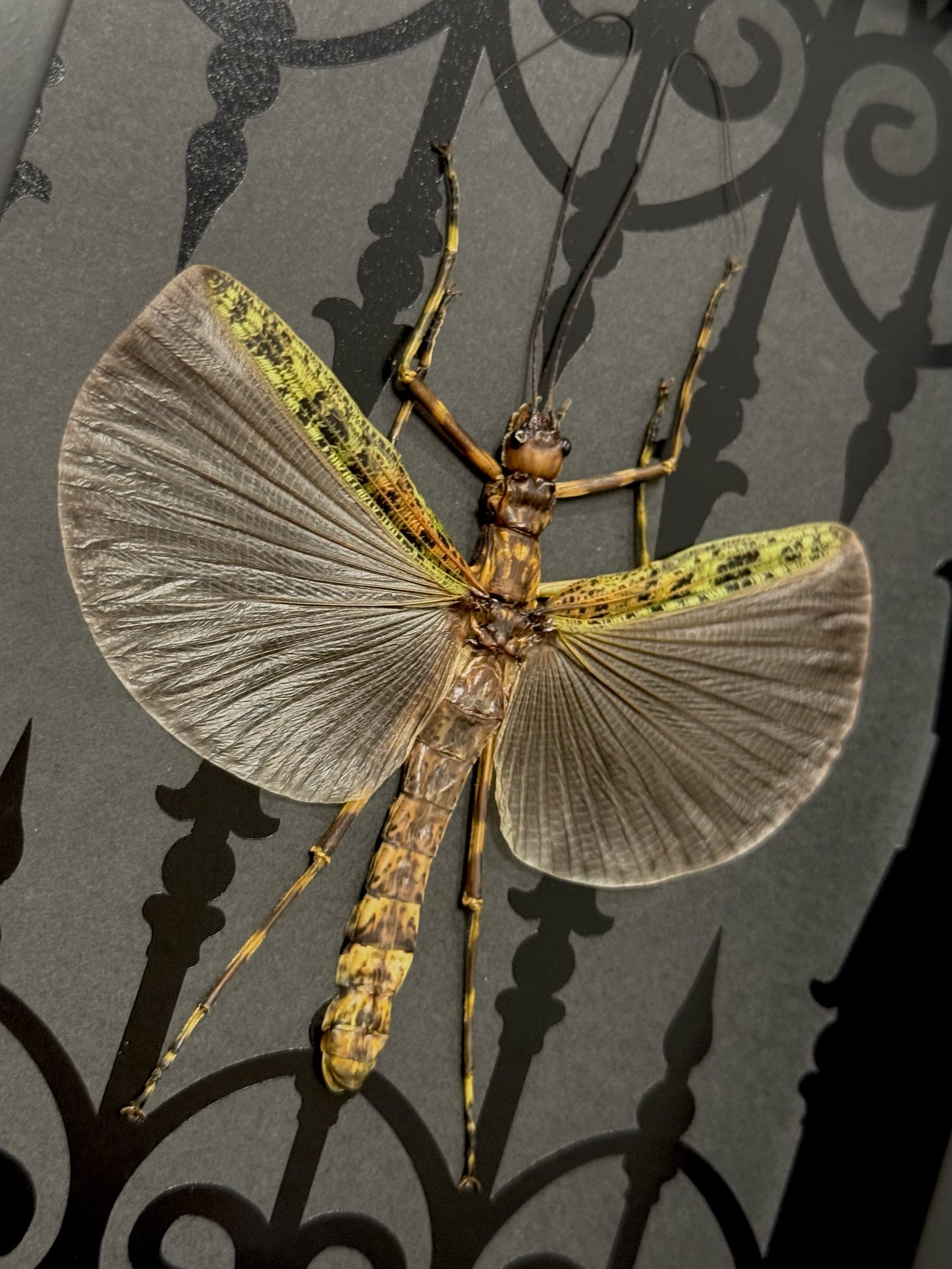 Black and Green Phasma (Aschiphasma Annulipes)