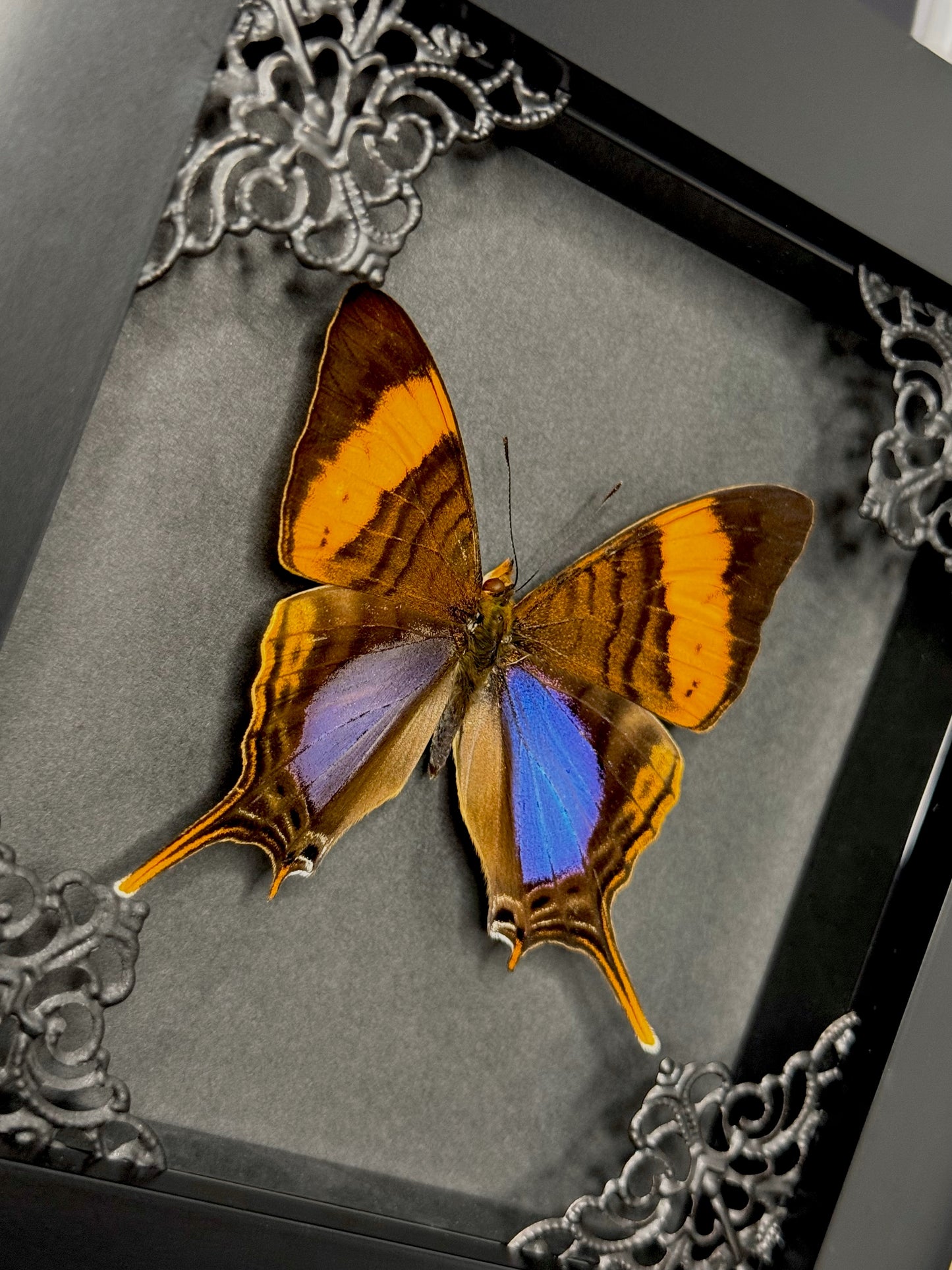 Corinna Daggerwing (Marpesia Corinna)