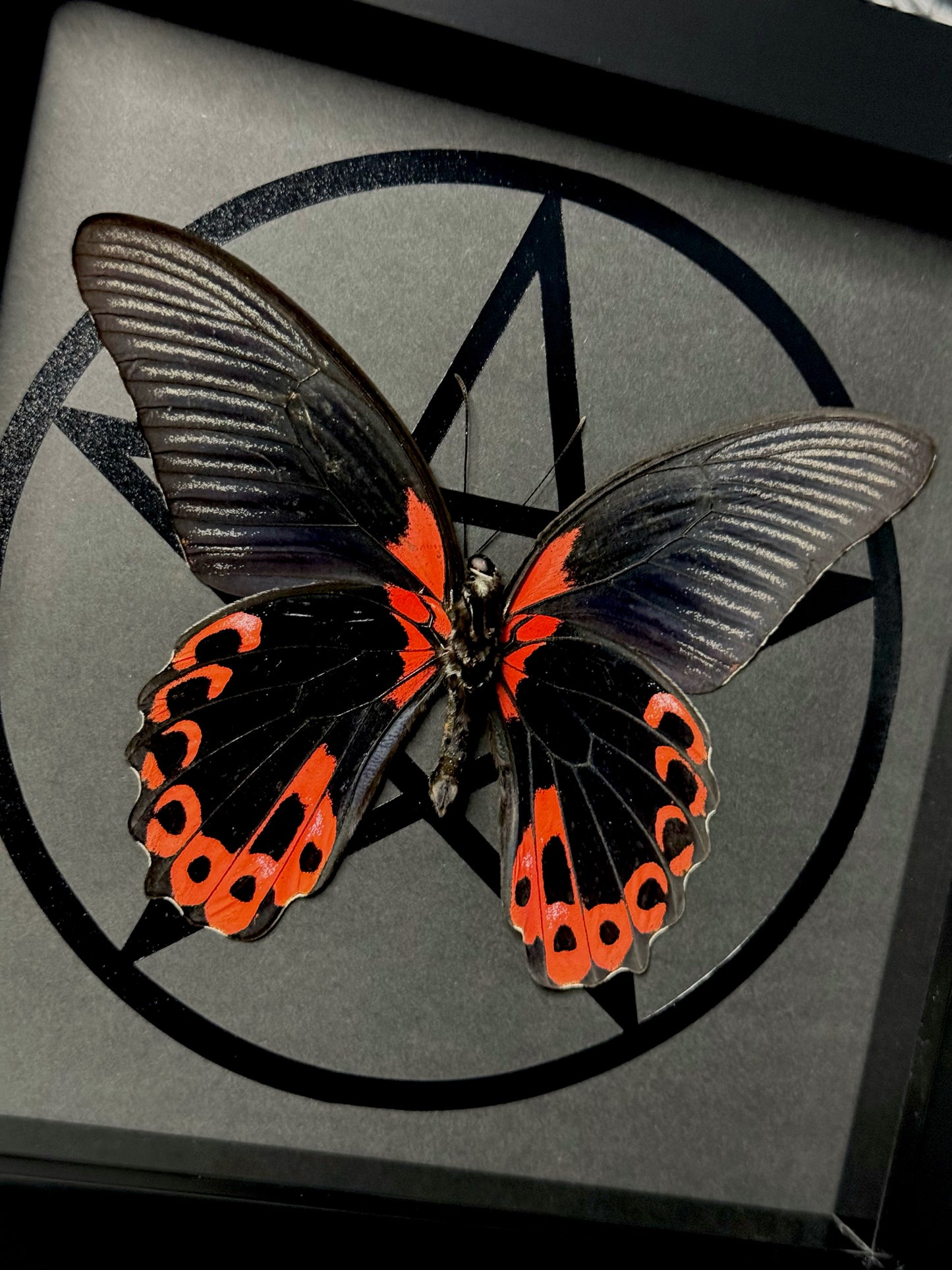 Scarlet Mormon Male (Menelaides Deiphobus Rumanzovia)