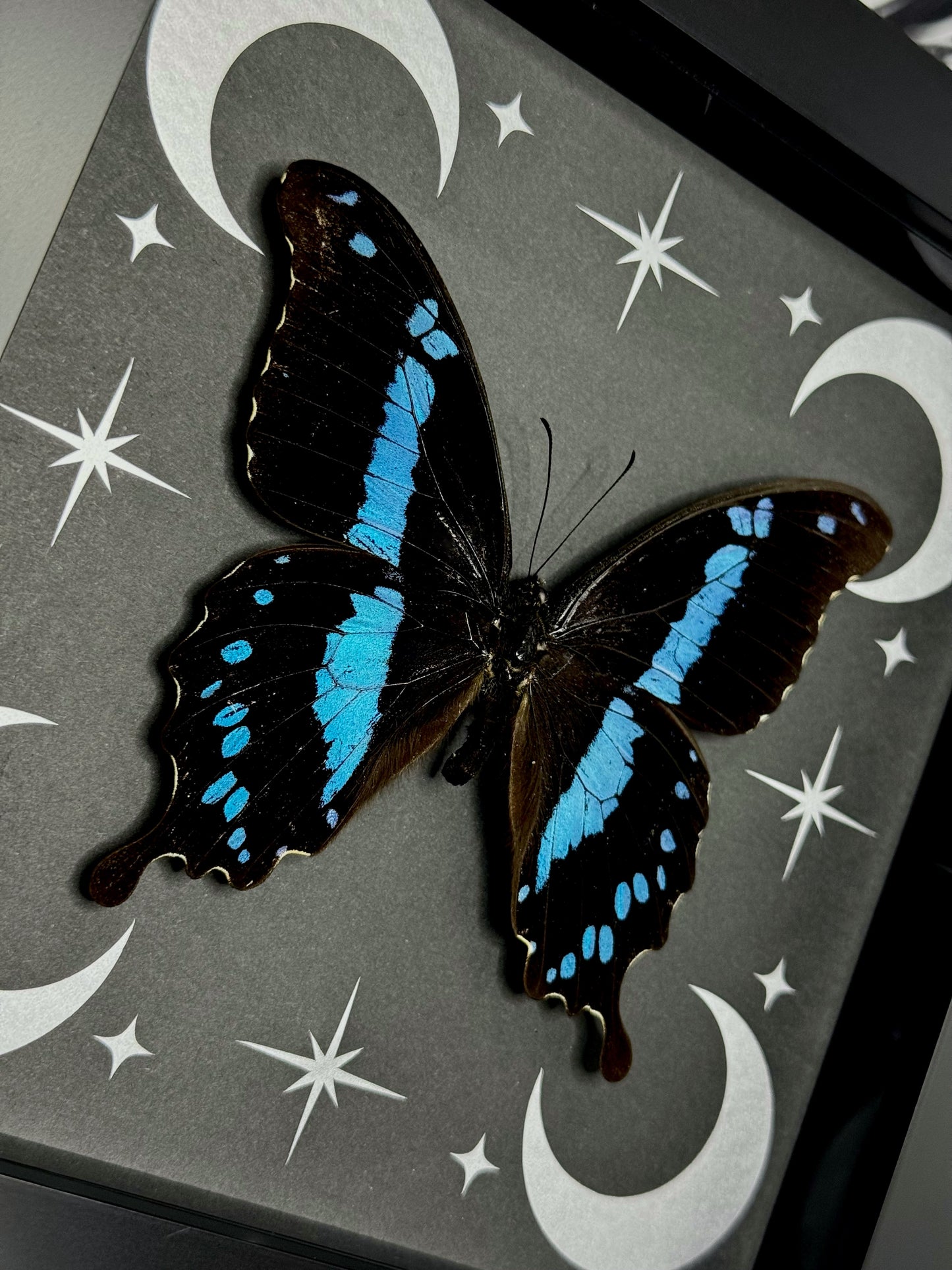 Hornimans Green-banded Swallowtail (Papilio Hornimani)