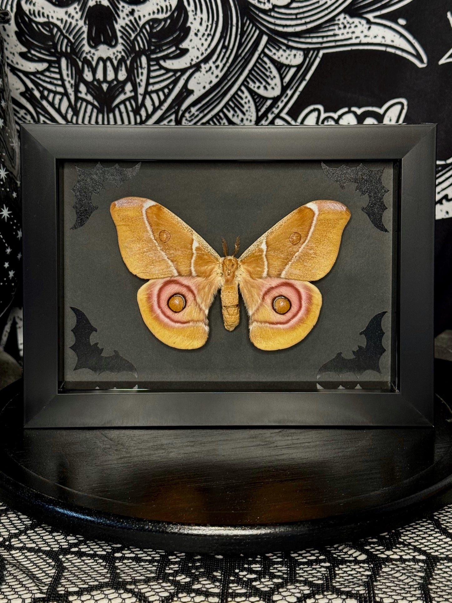 Bullseye Moth (Antherina Suraka)