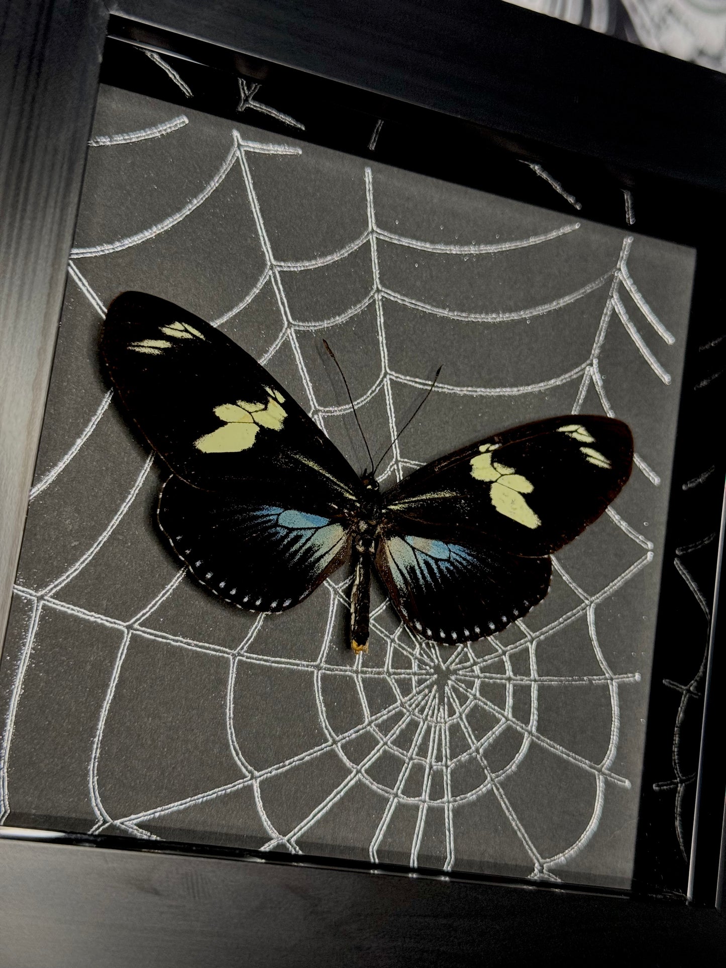 Doris Longwing (Heliconius Doris) - blue