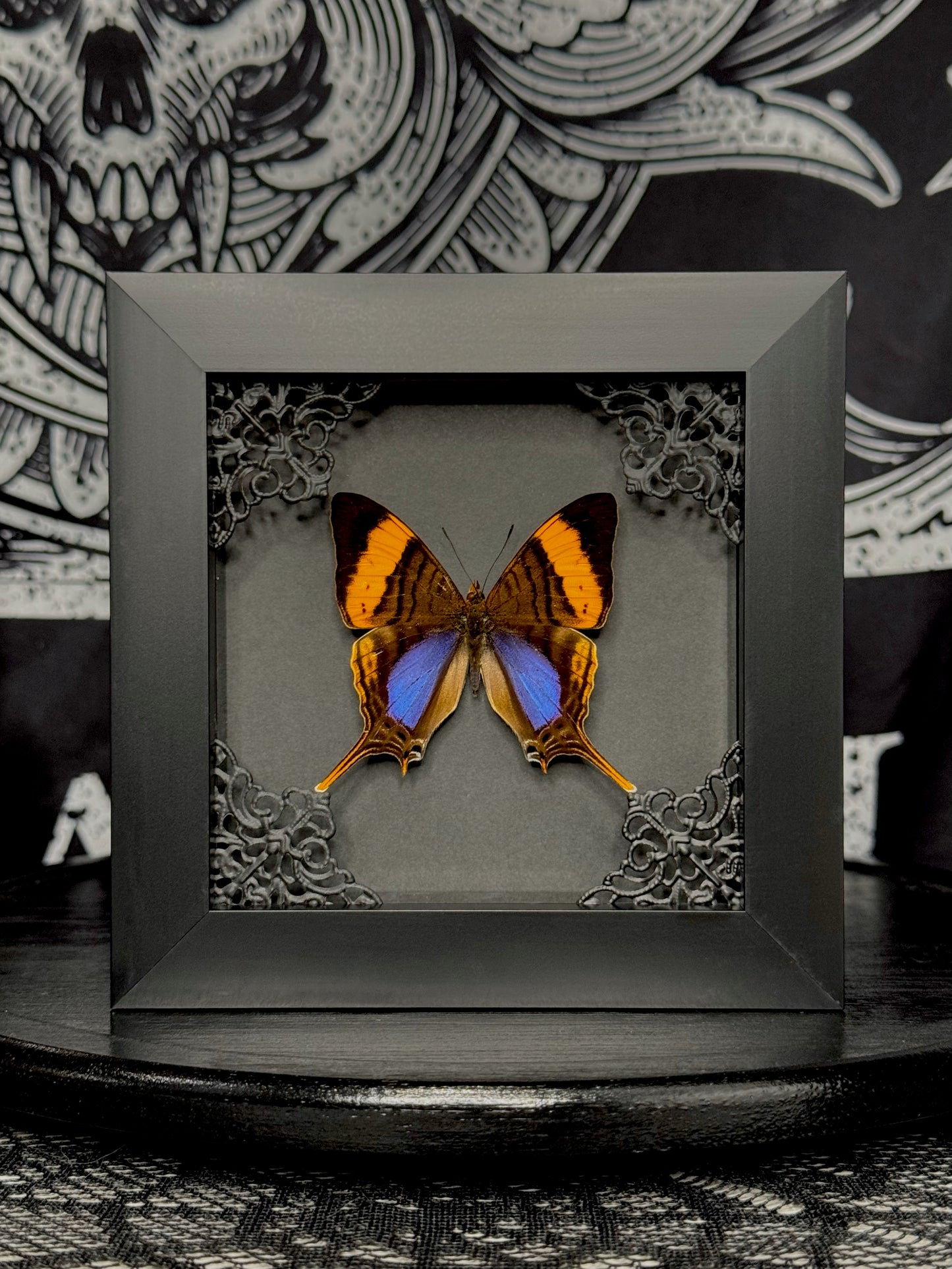 Corinna Daggerwing (Marpesia Corinna)
