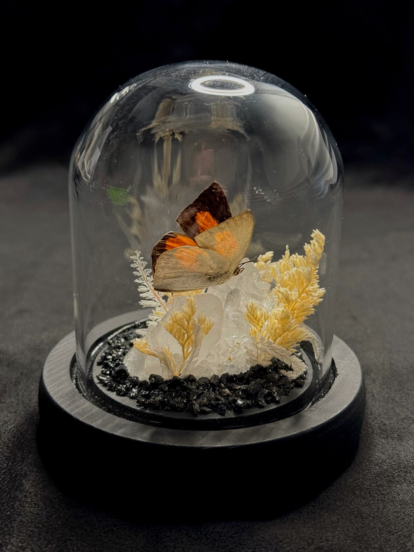 Small Butterfly Dome